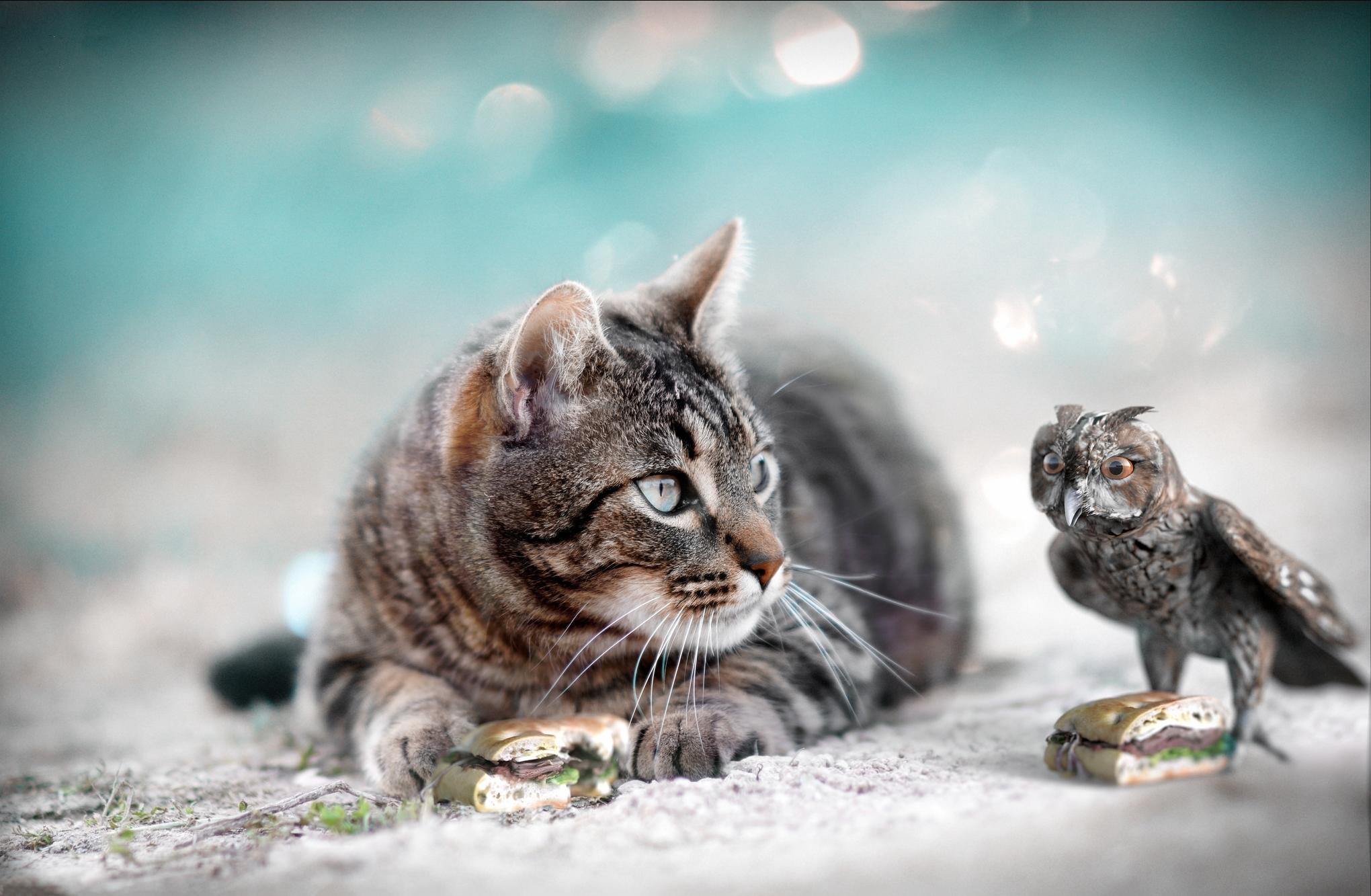 Free photo Cat and Eagle Owl