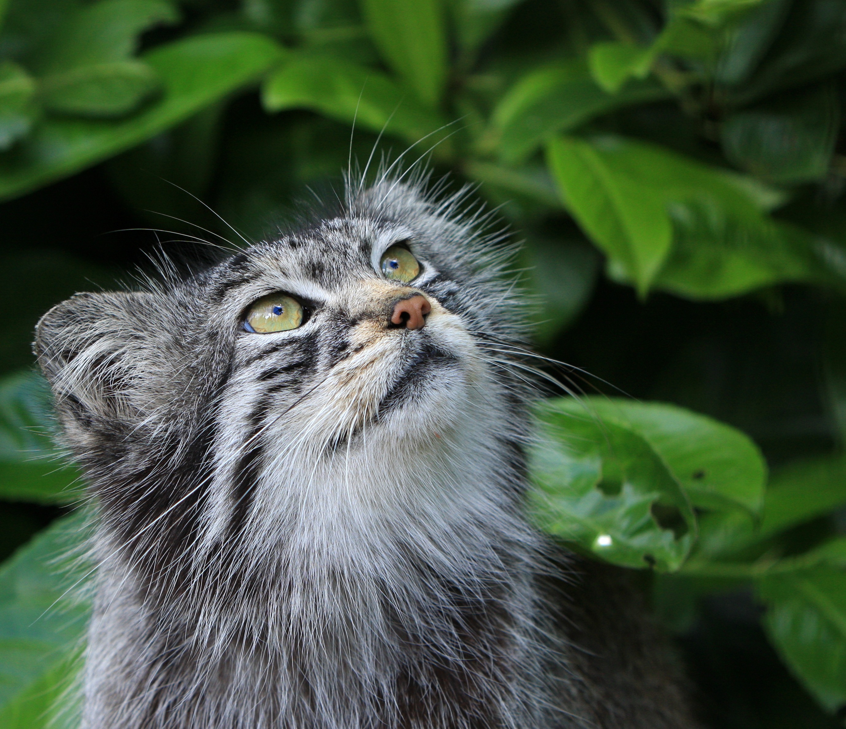 Free photo Pallas` cat close-up