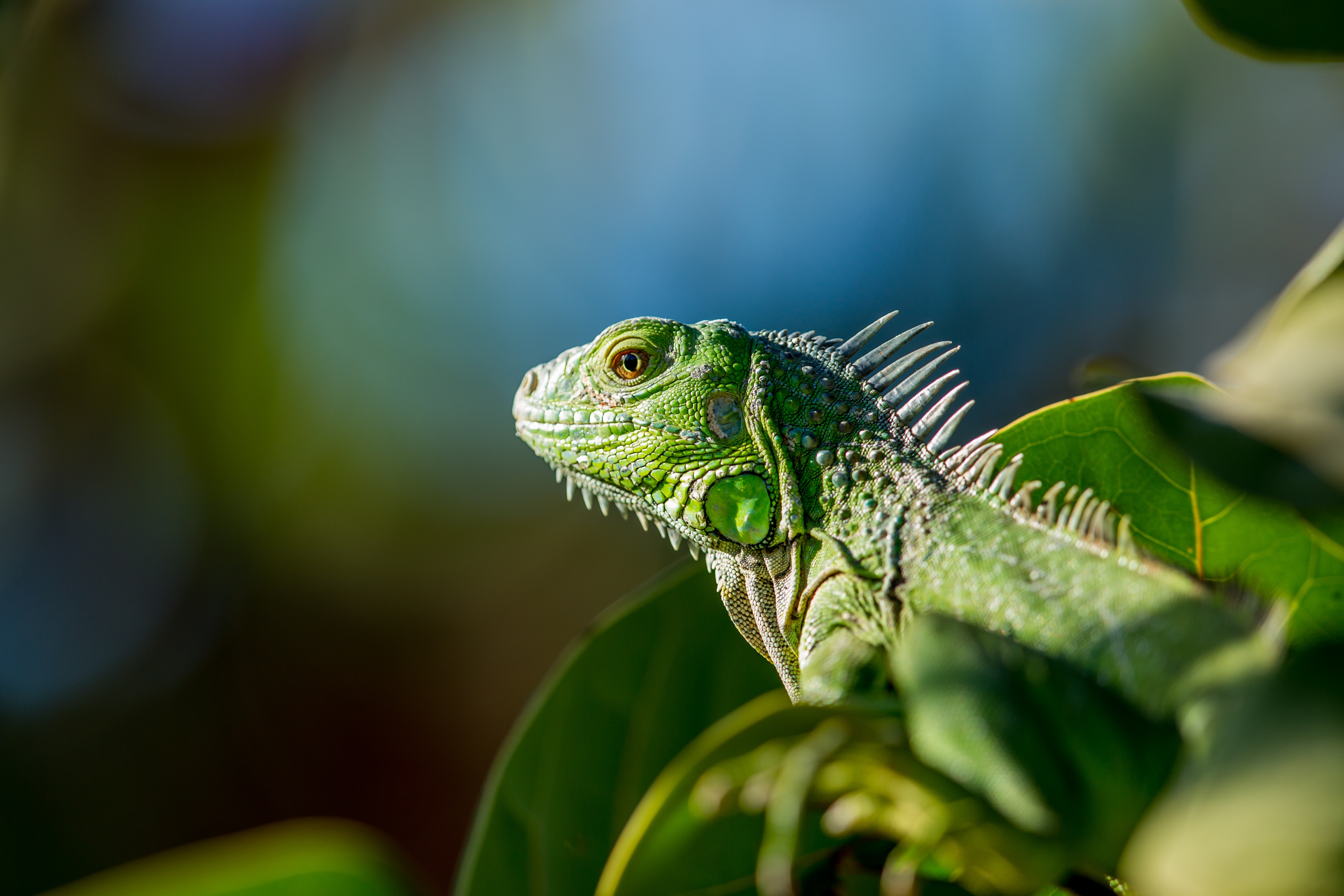 Free photo African chameleon