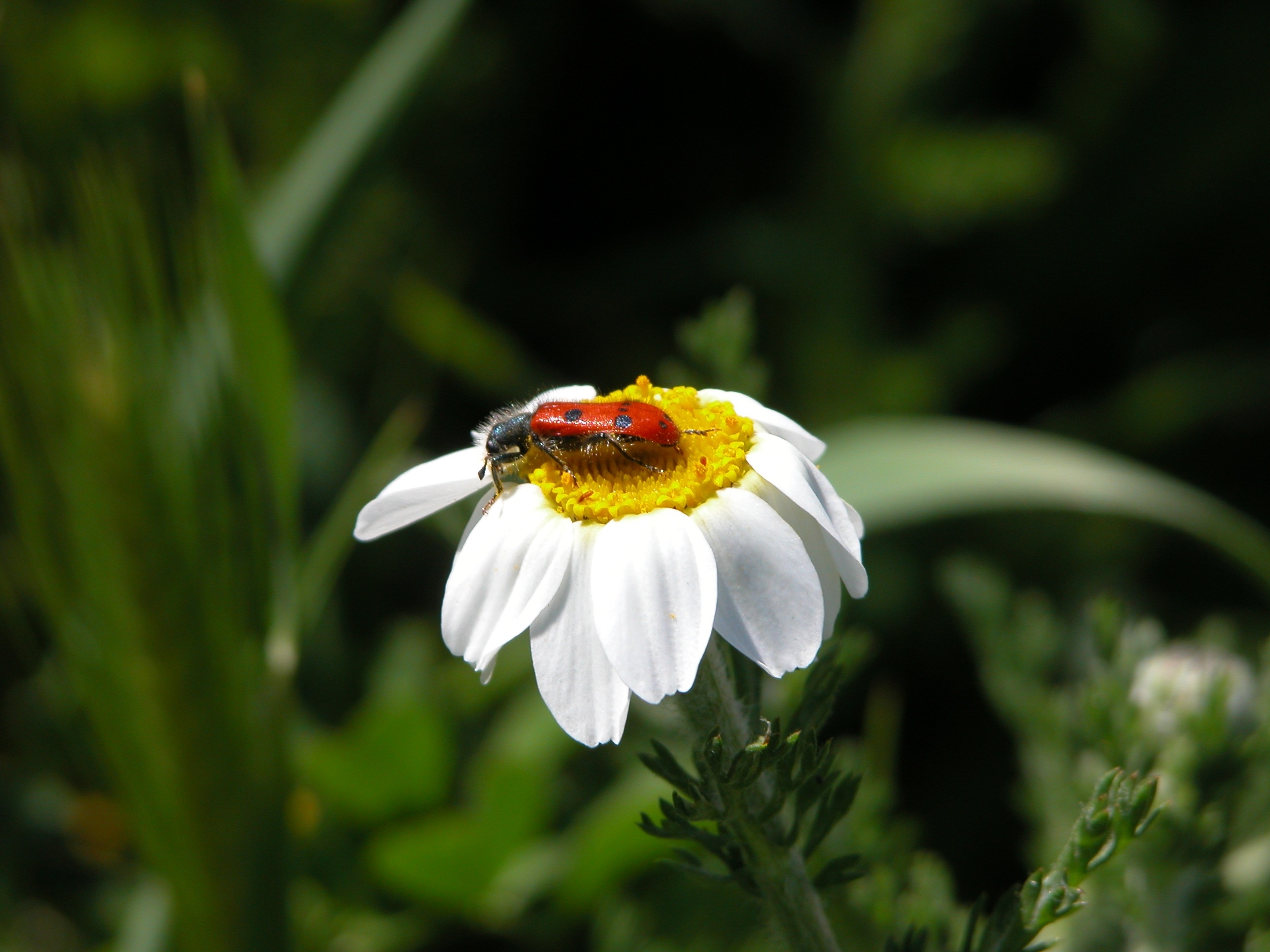 白菊花上的一只火甲虫