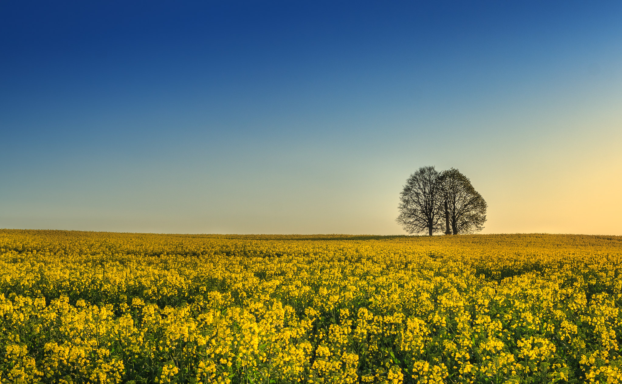 Wallpapers sky lone tree yellow field on the desktop