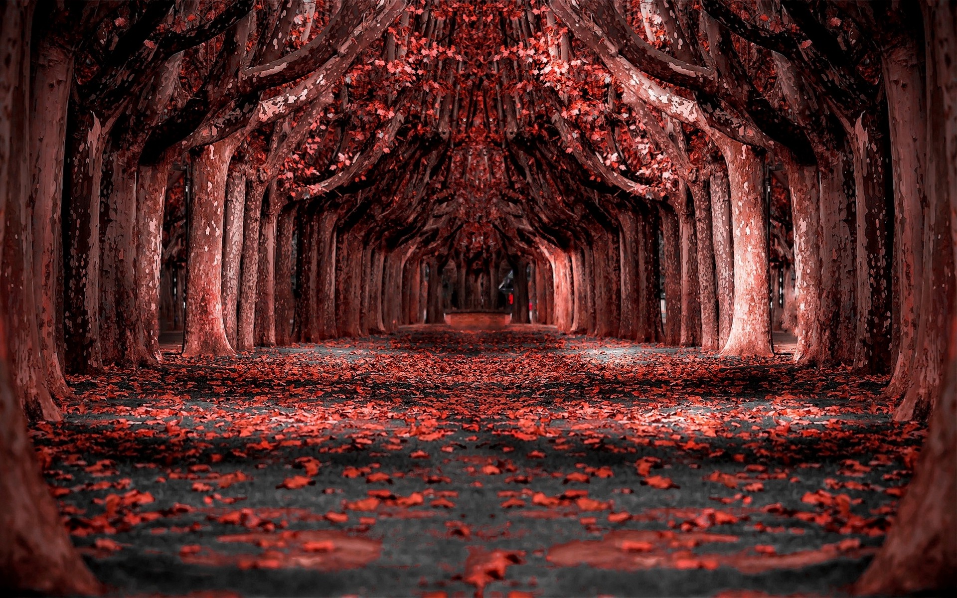 Wallpapers path forest photo manipulation on the desktop