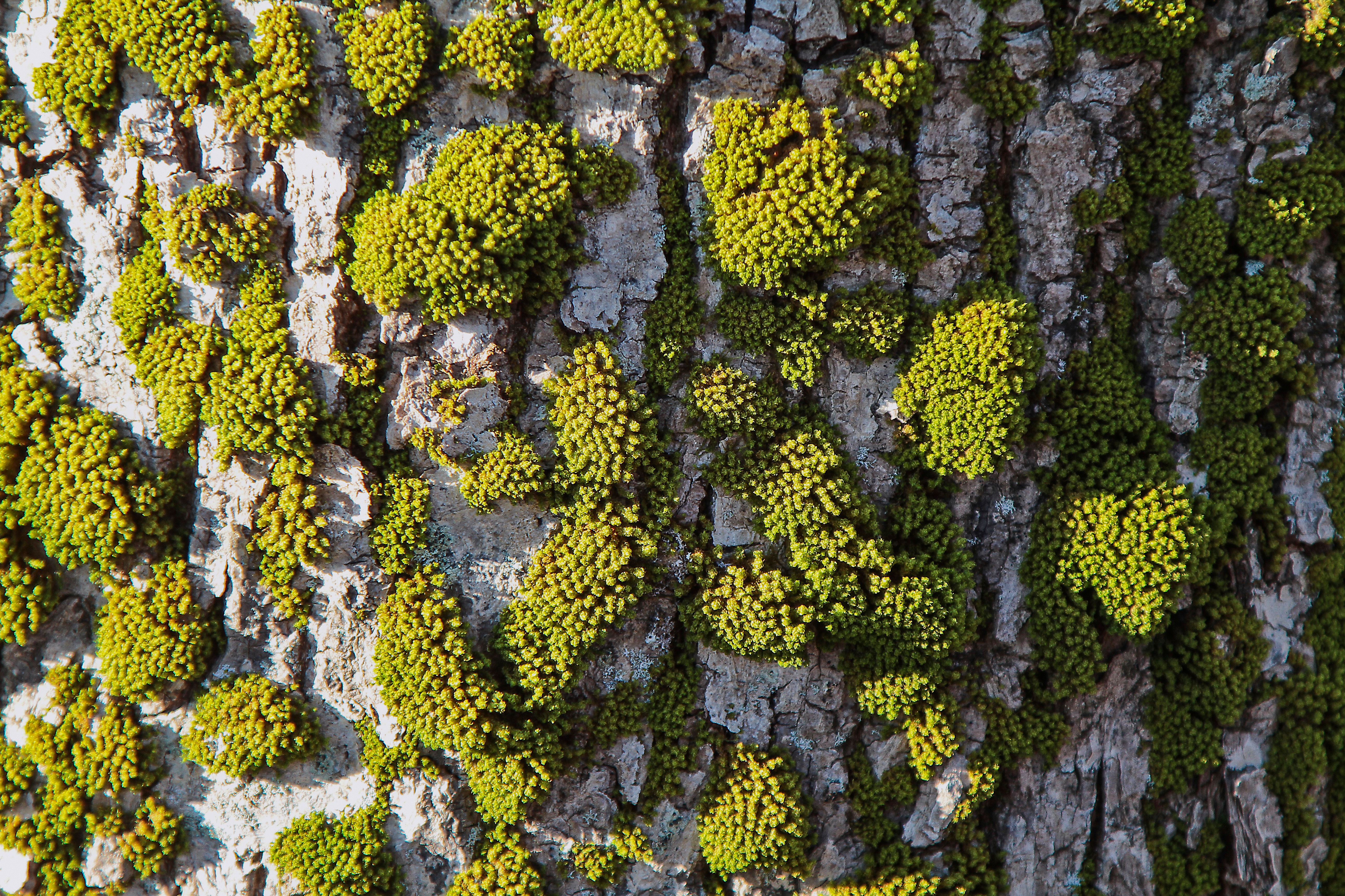 Wallpapers vegetation non vascular land plant texture on the desktop