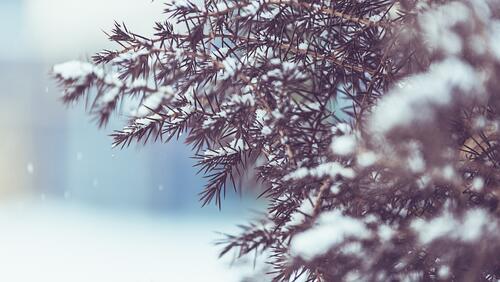 Бесплатное фото Снег на хвойных ветках