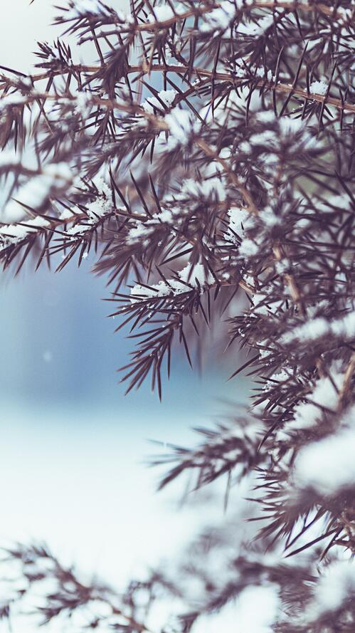 Бесплатное фото Снег на хвойных ветках