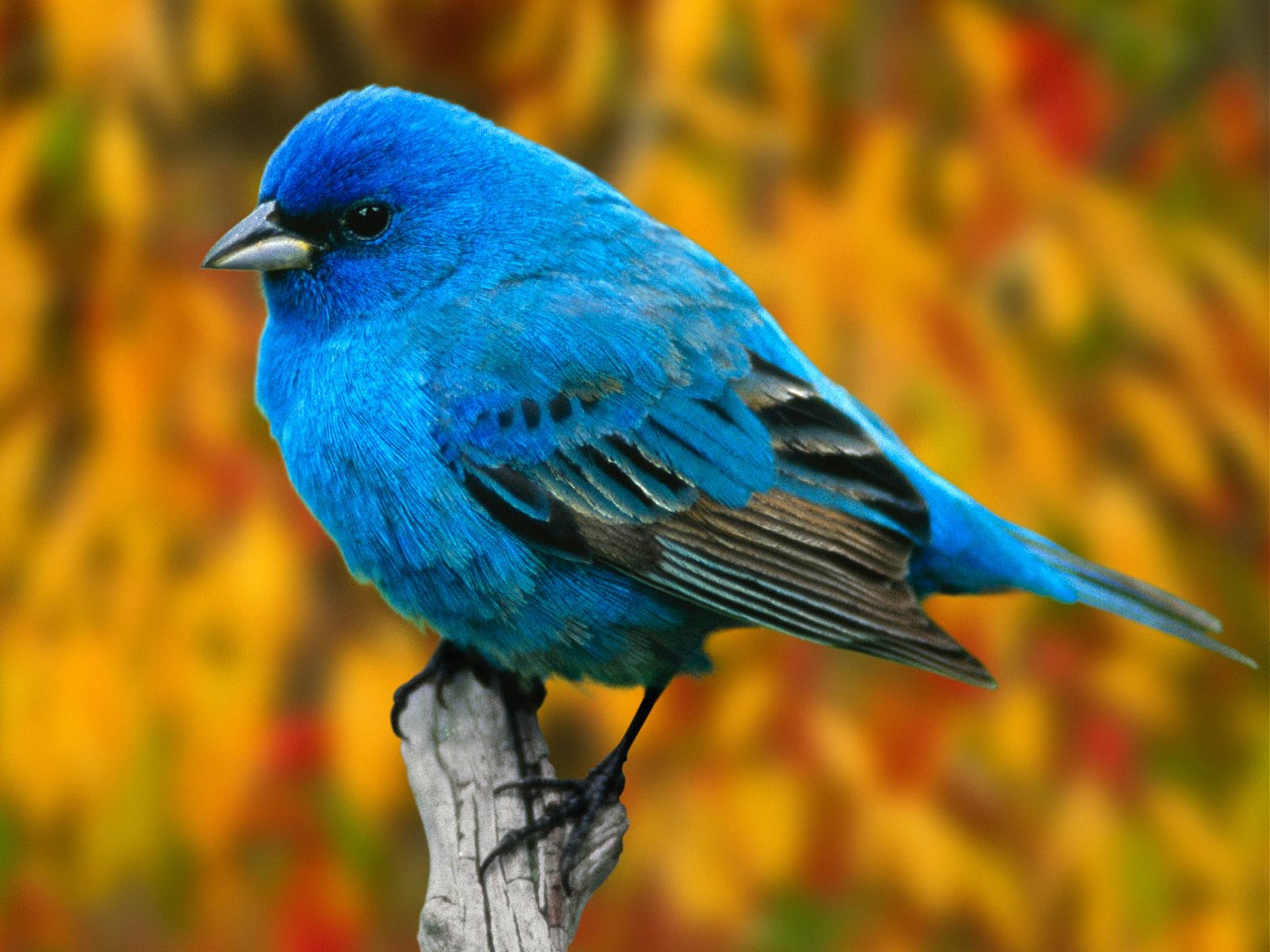 A bird with blue feathers