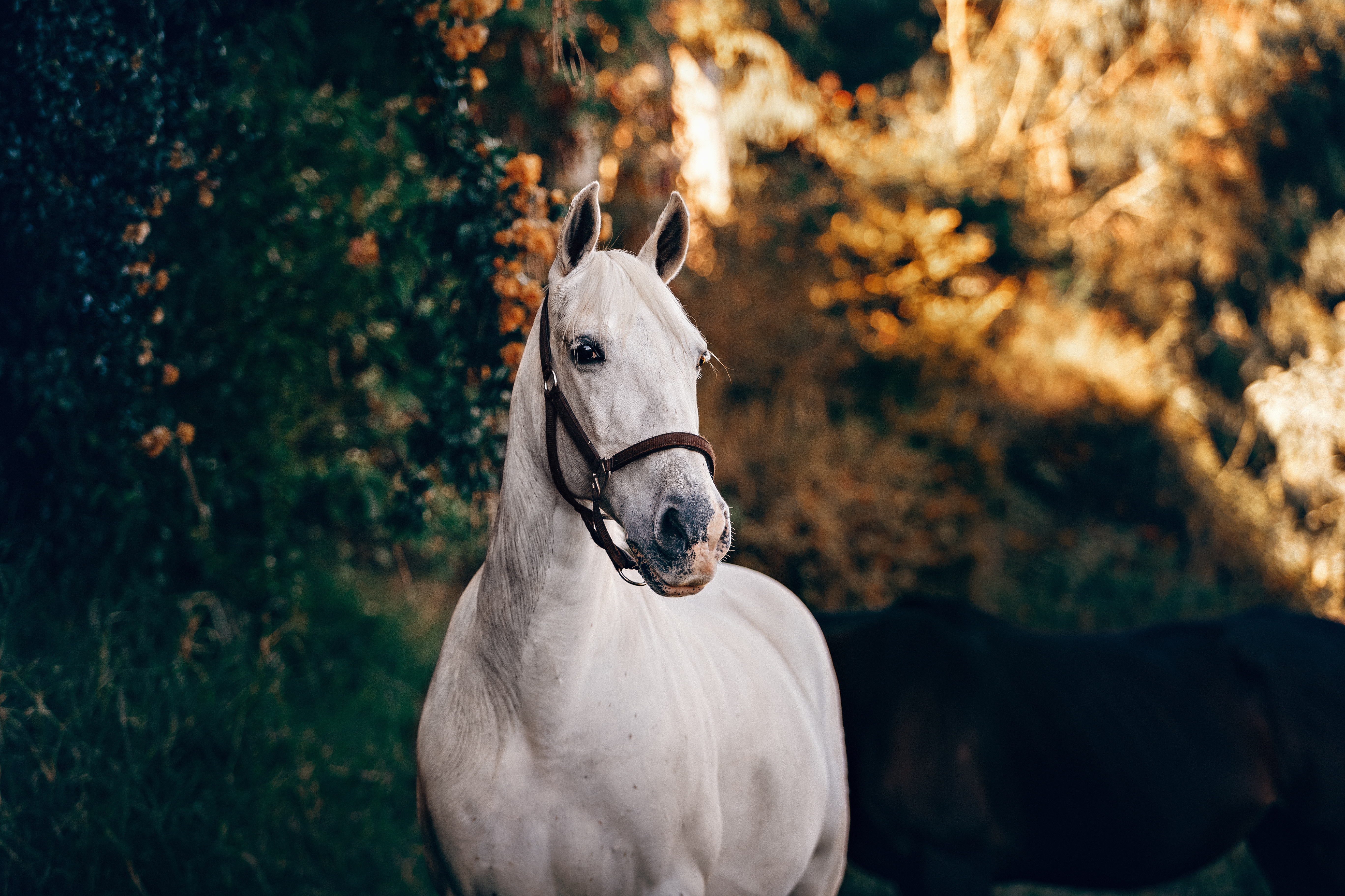 一匹穿着马具的美丽白马