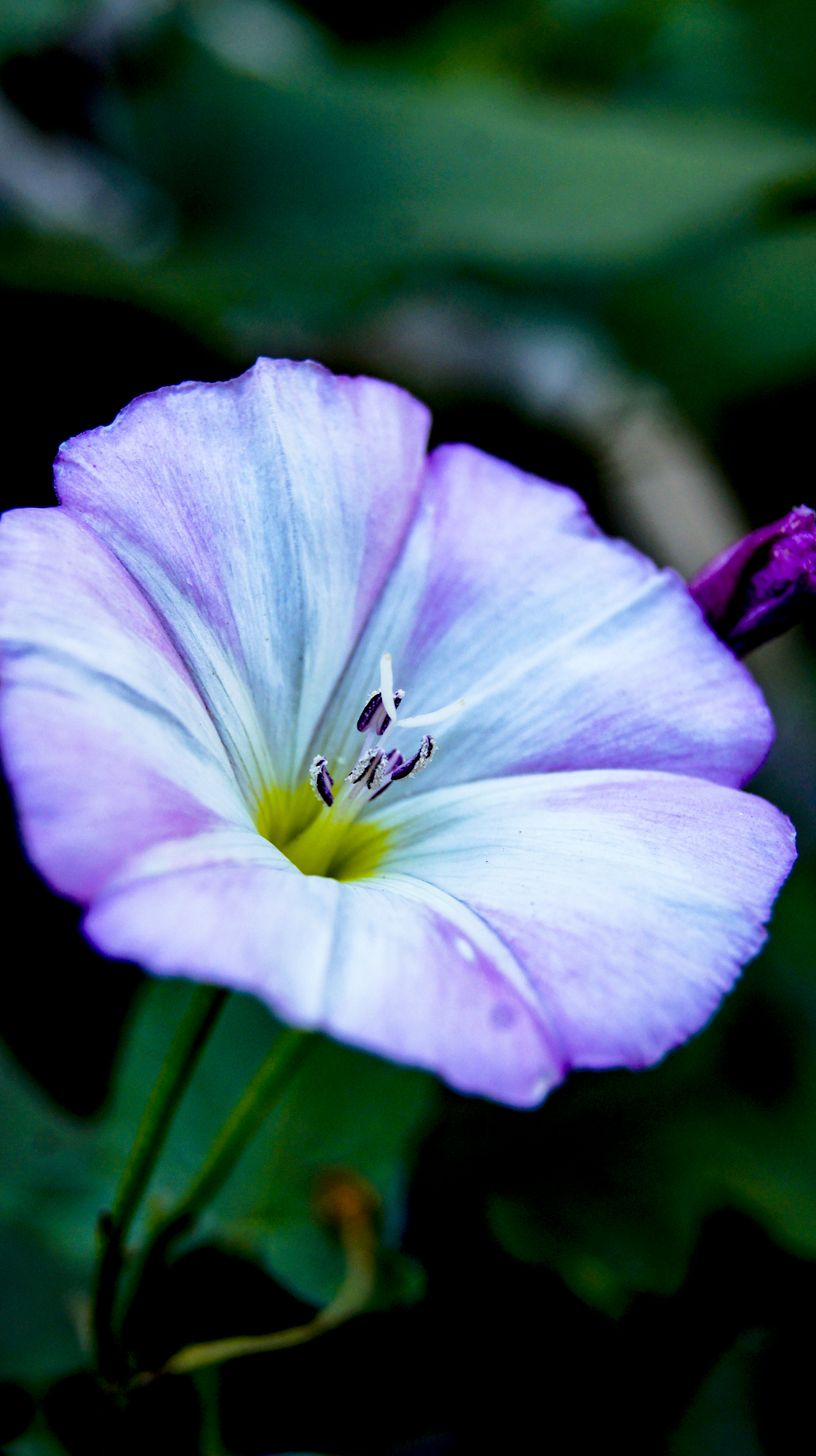 Free photo Flowers. curly. pink flower. little flower.