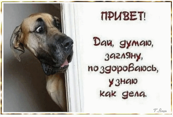 Открытка на тему привет удивлённая собака текст скачать бесплатно