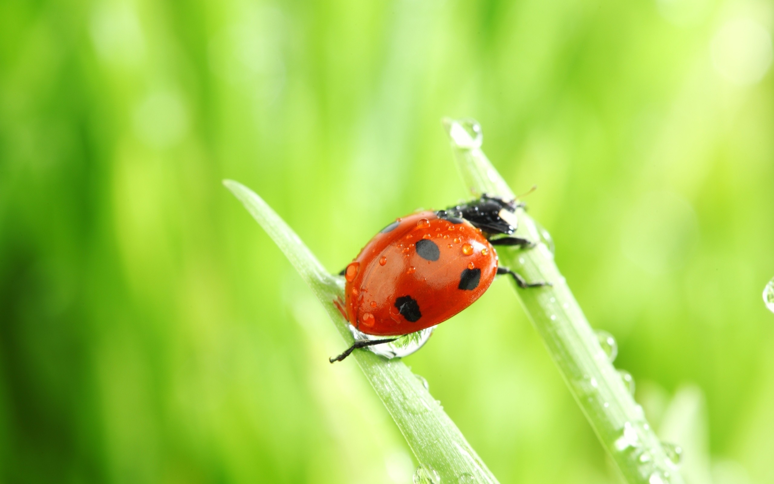 A wet ladybug