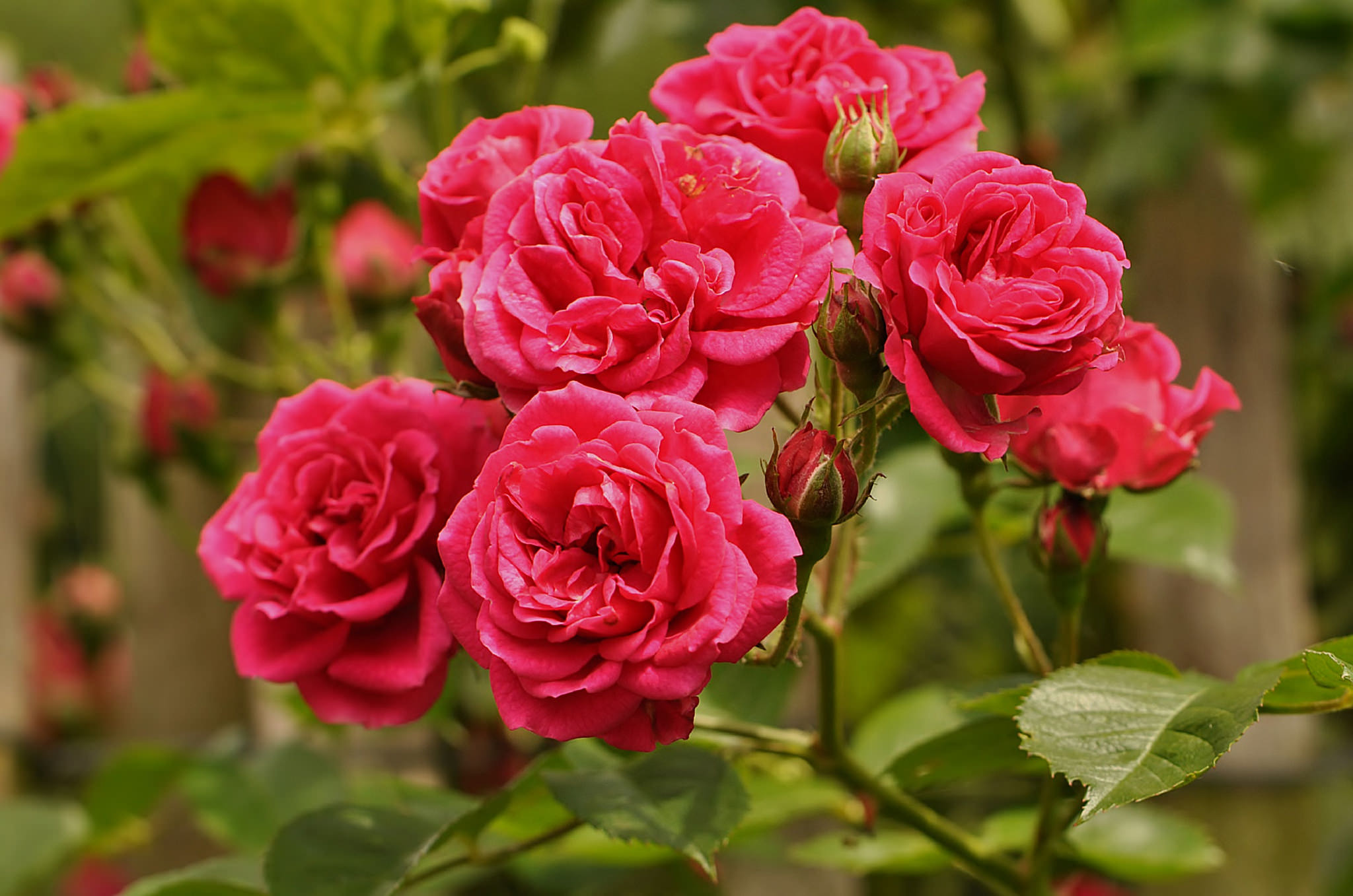 牡丹形的玫瑰花