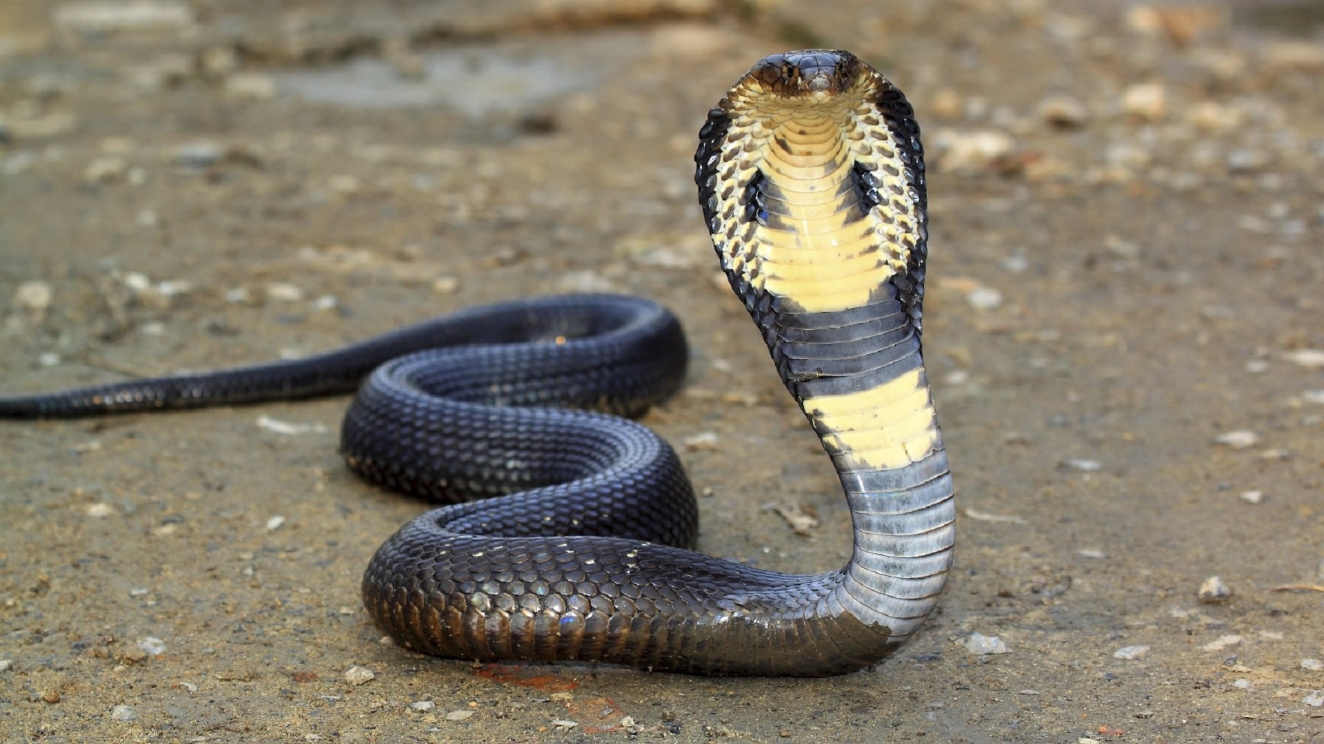 Wallpapers snake wildlife viper on the desktop