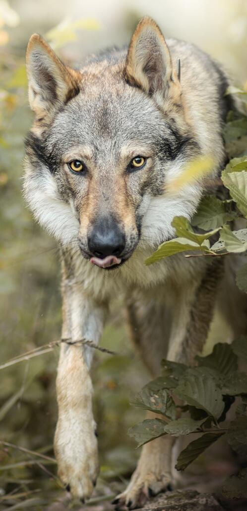 Обои животное собаки волк на рабочий стол