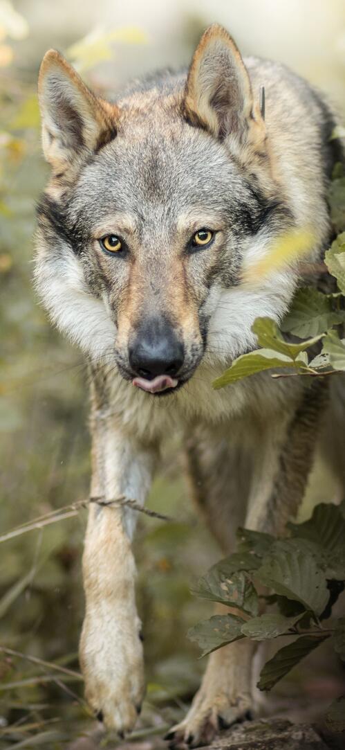 Обои животное собаки волк на рабочий стол