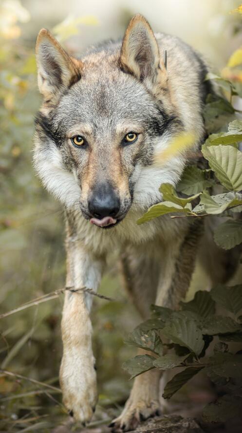 Обои животное собаки волк на рабочий стол