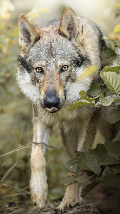 Обои животное собаки волк на рабочий стол