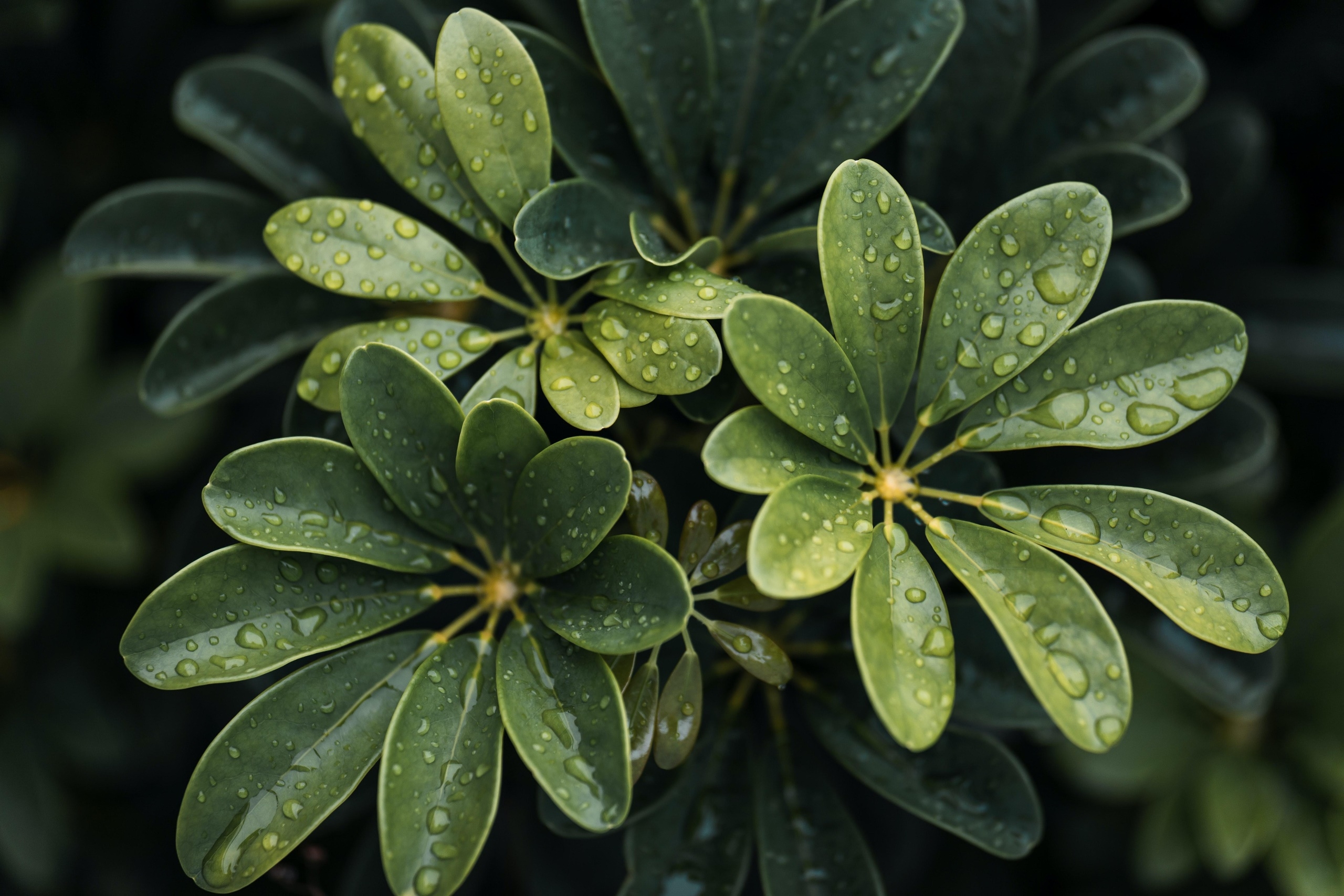 Wallpapers wallpaper water drops green leaves close on the desktop