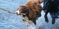 Dogs on the beach playing in the water run with a wooden stick