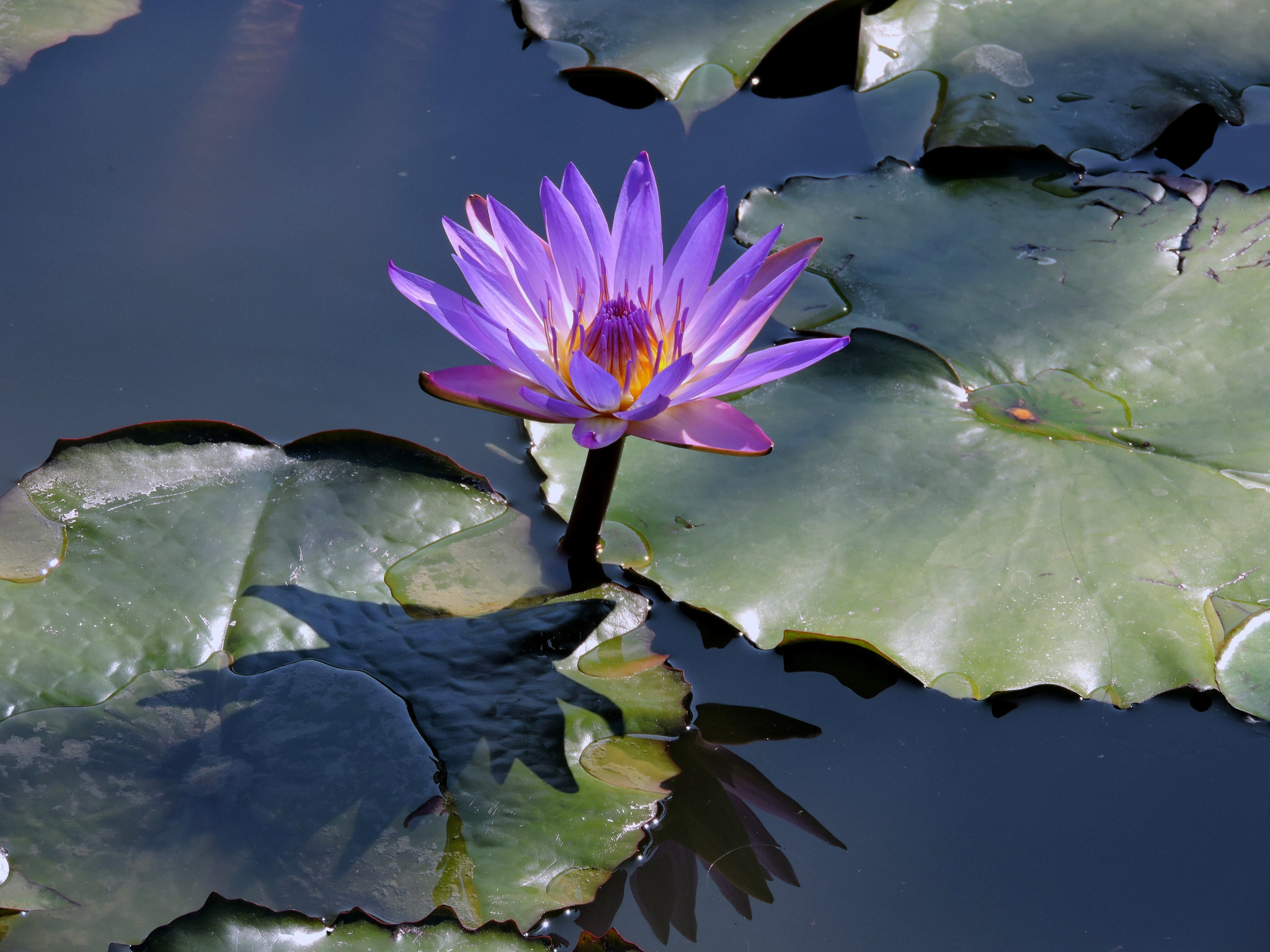 Wallpapers body of water beautiful flowers flower on the desktop