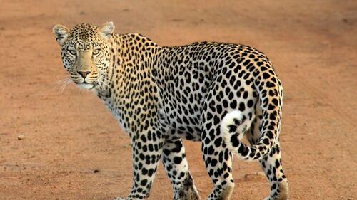 Бесплатное фото Дикий леопард из джунглей заметил фотографа