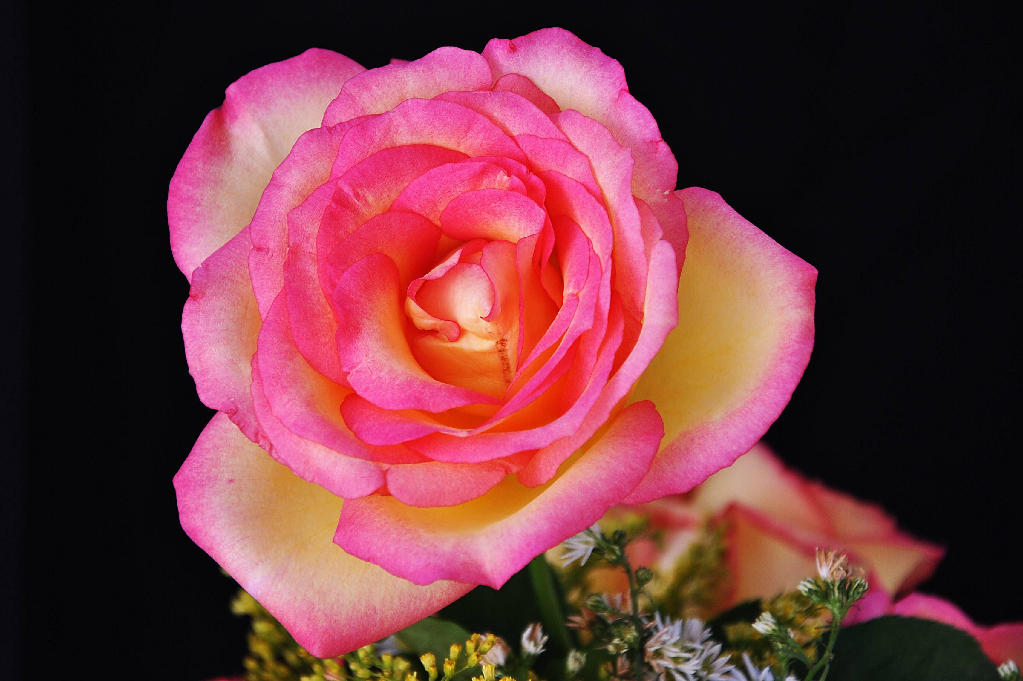 桌面上的壁纸粉红花蕾 粉红玫瑰花束 玫瑰