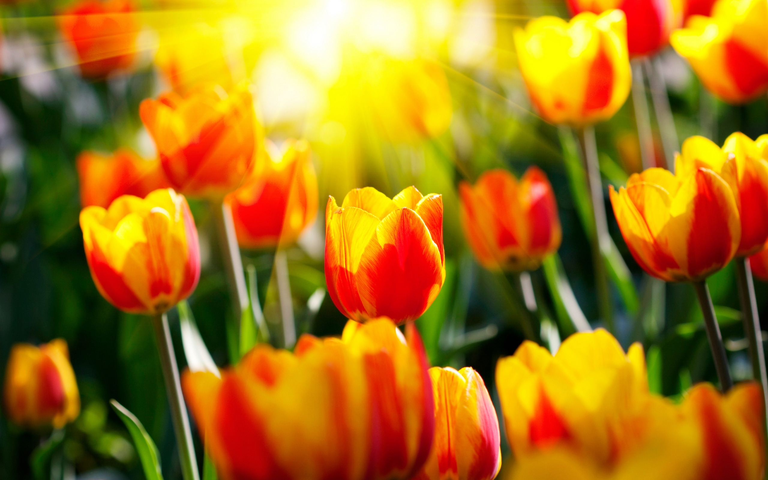 Free photo Spring Fire