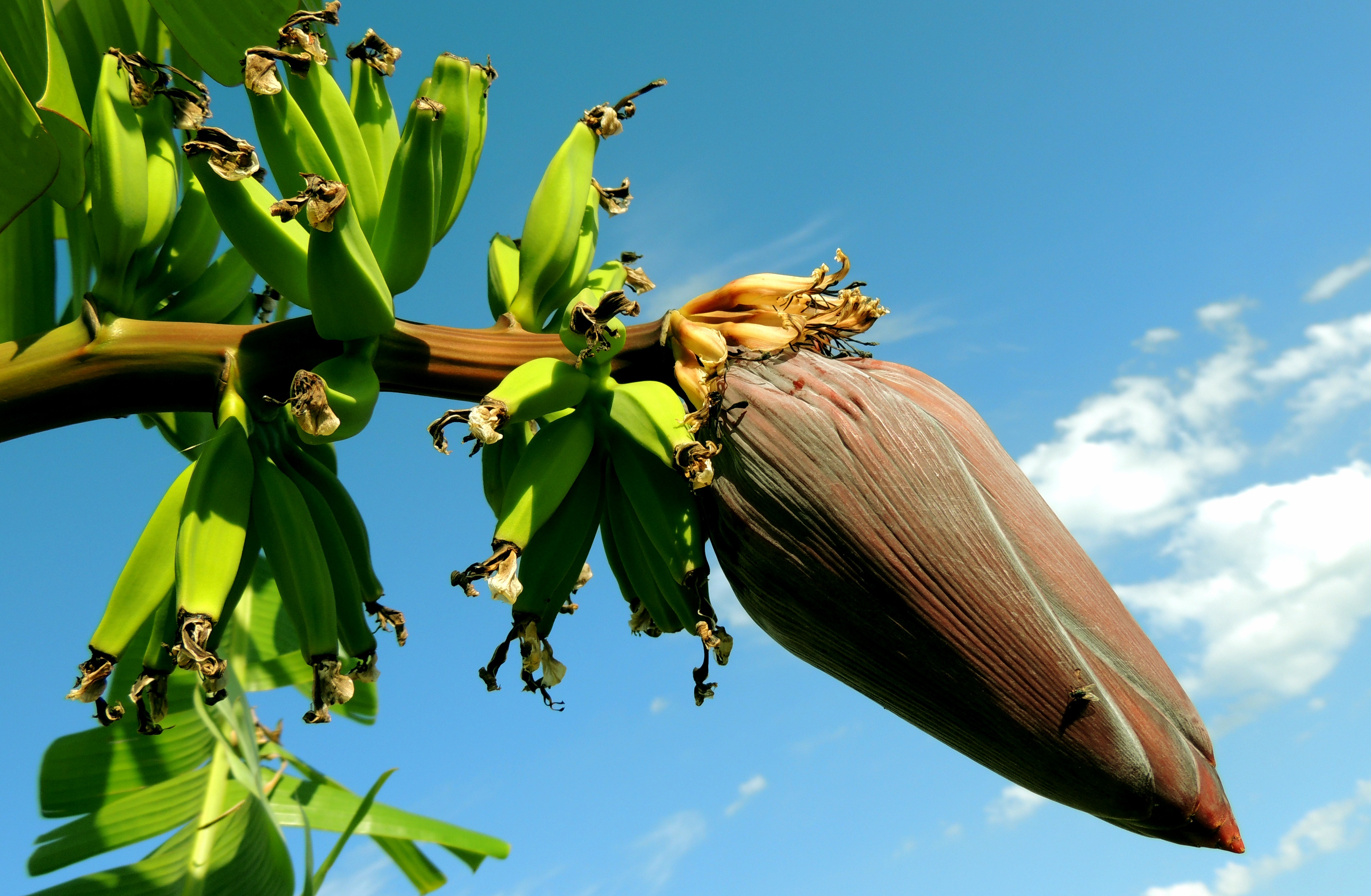 Free photo A branch of the banana tree