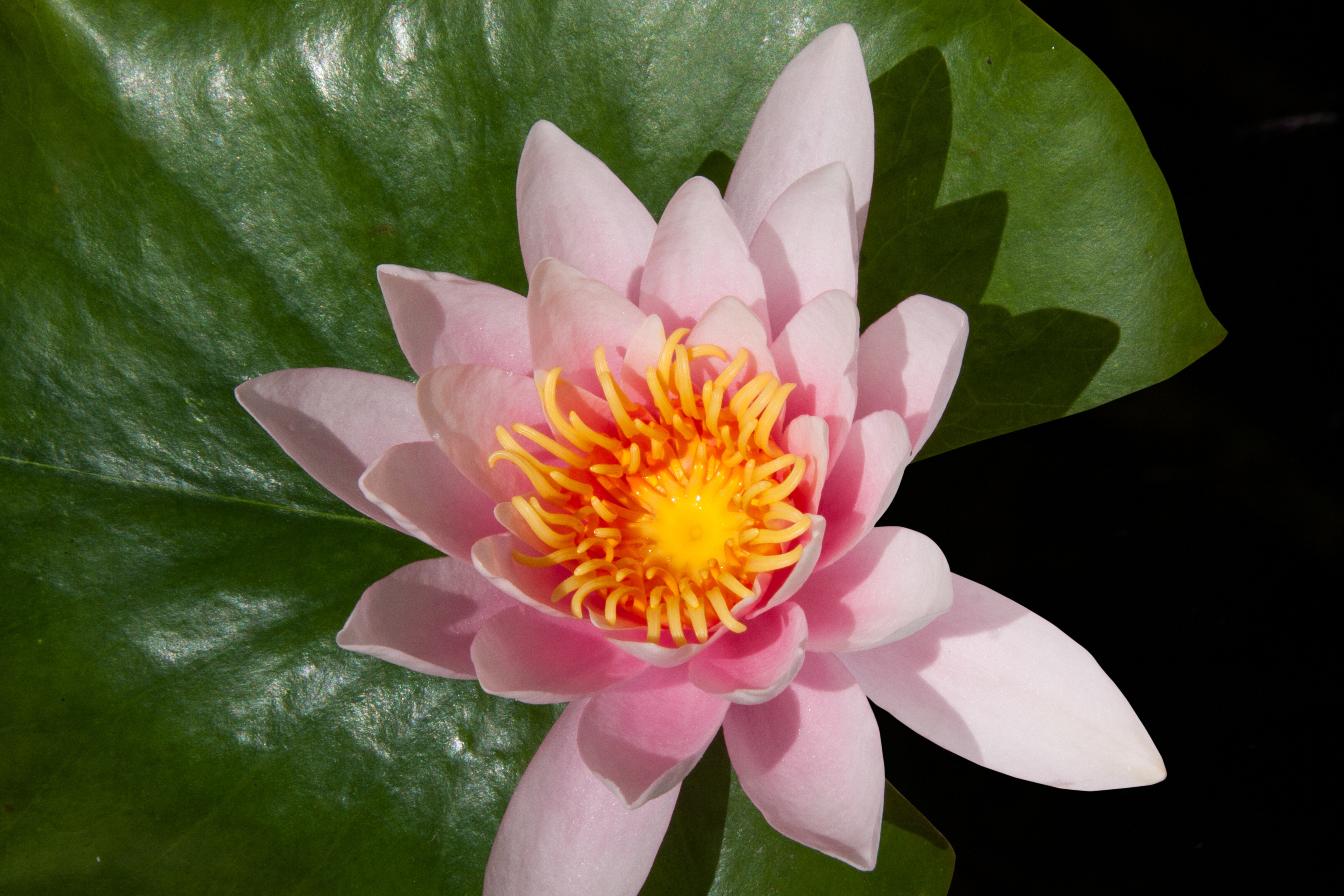 A pink lotus flower on a green leaf