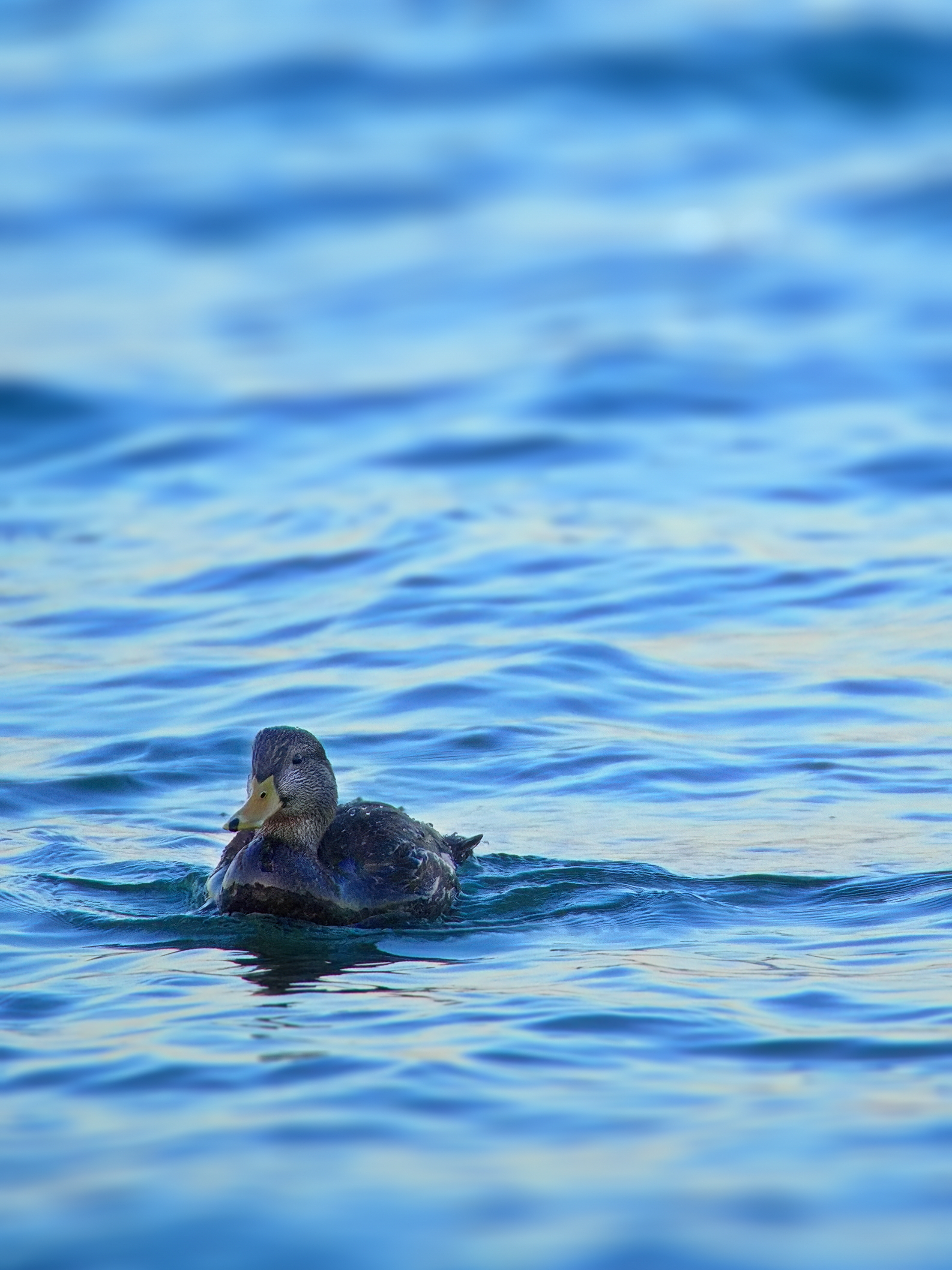 Free photo A lone duck swims on the lake