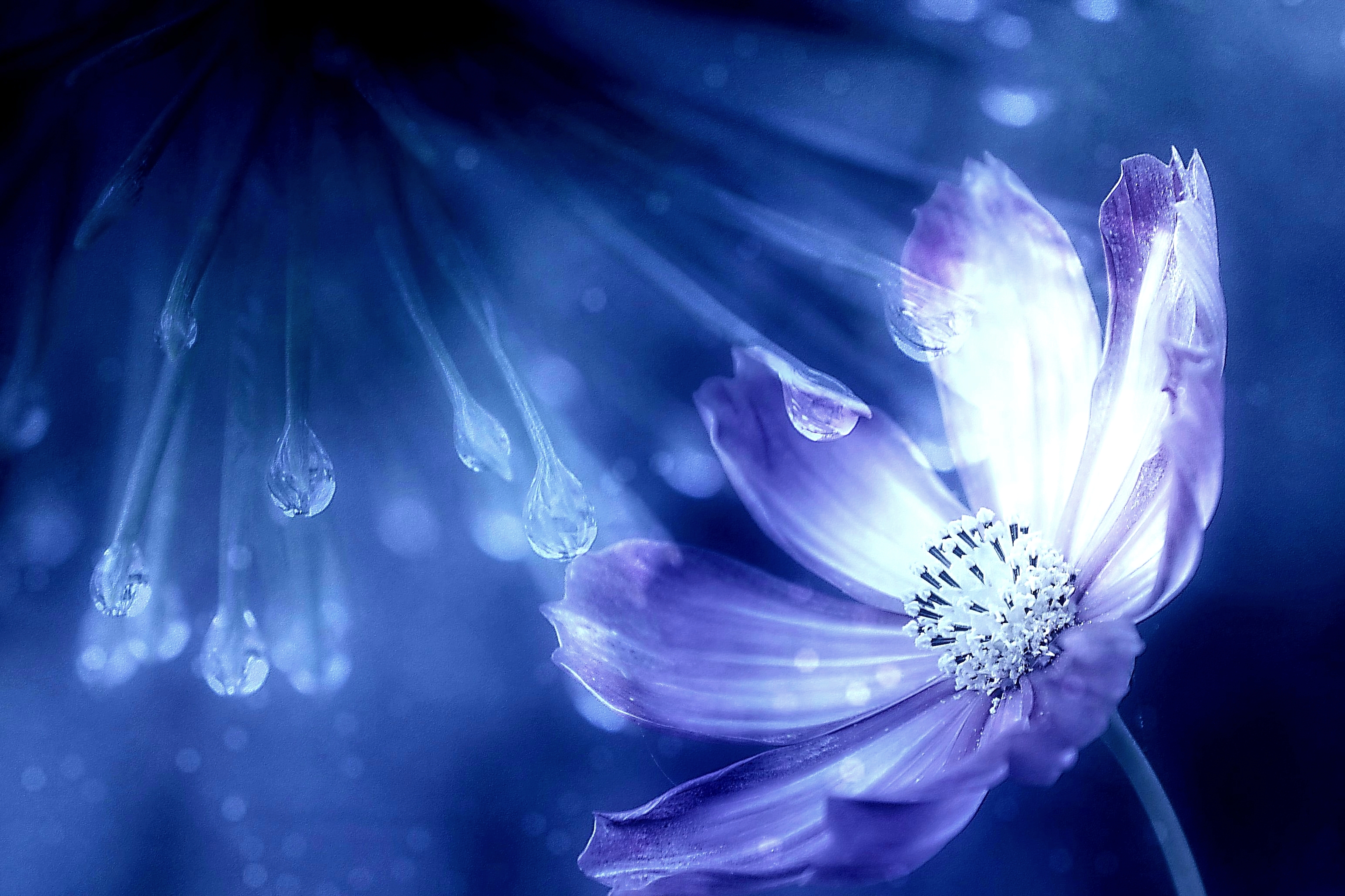 Free photo Cosmea - raindrops and flowers