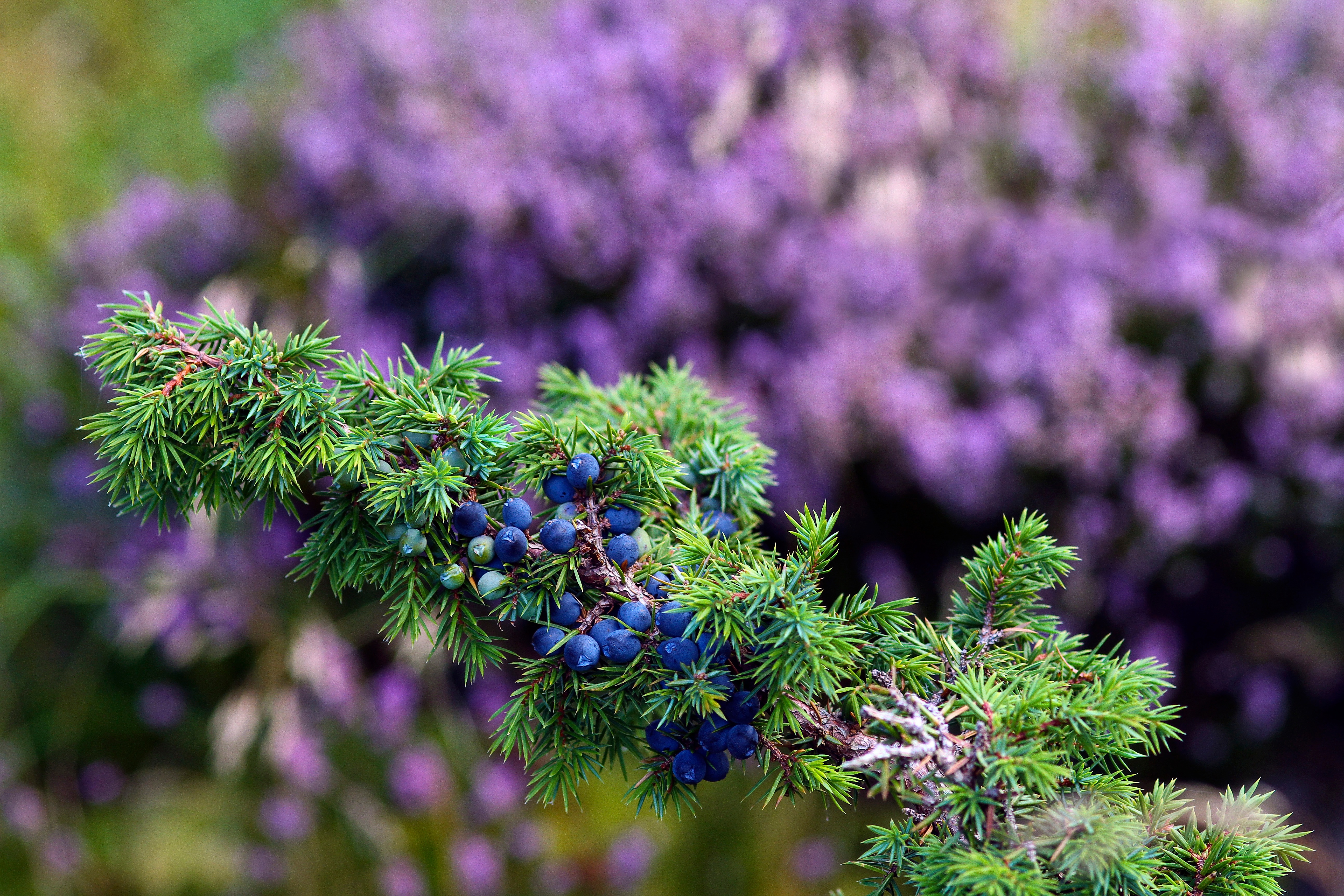 Free photo A sprig of wild berries