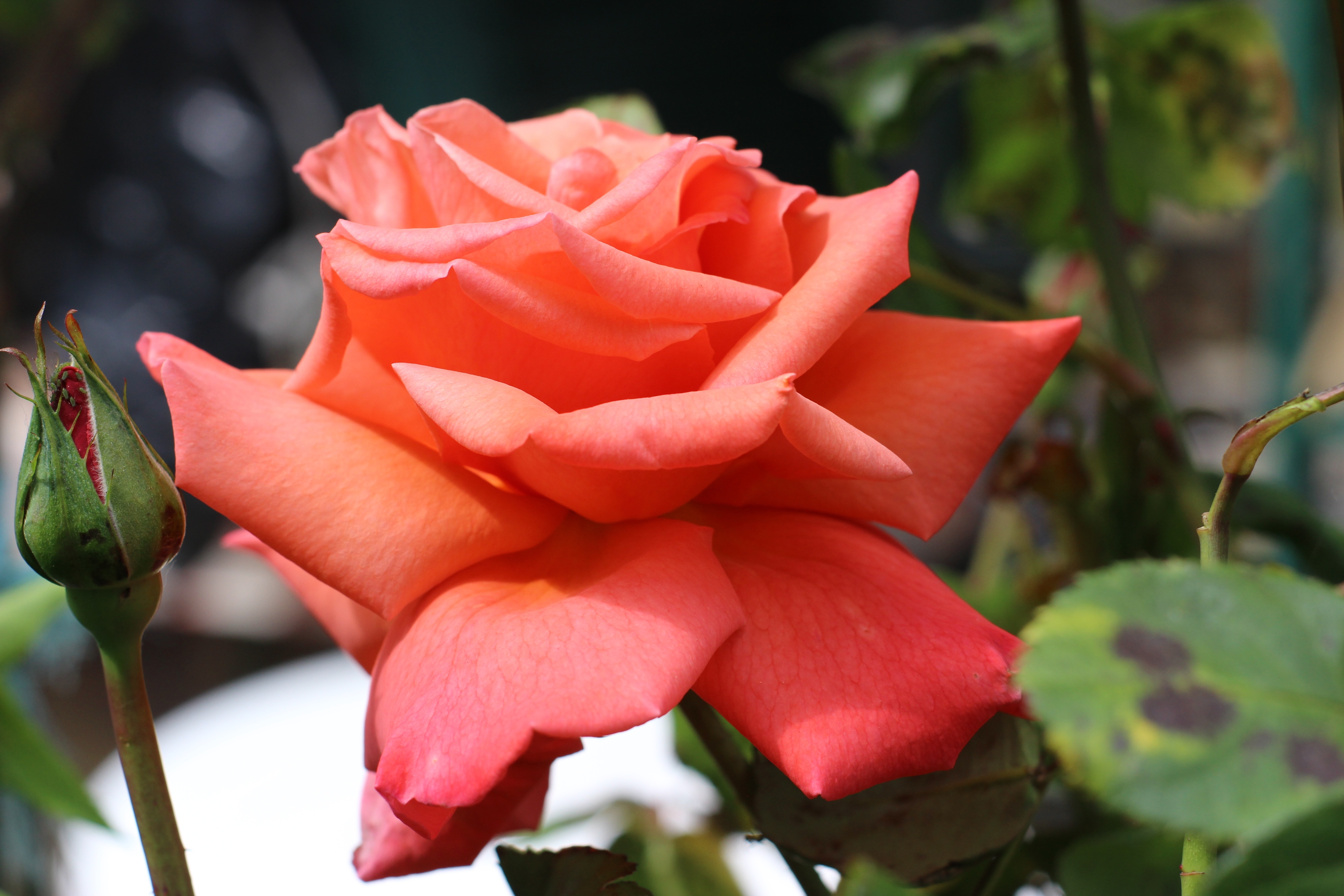 Обои розовая роза лепестки цветы на рабочий стол