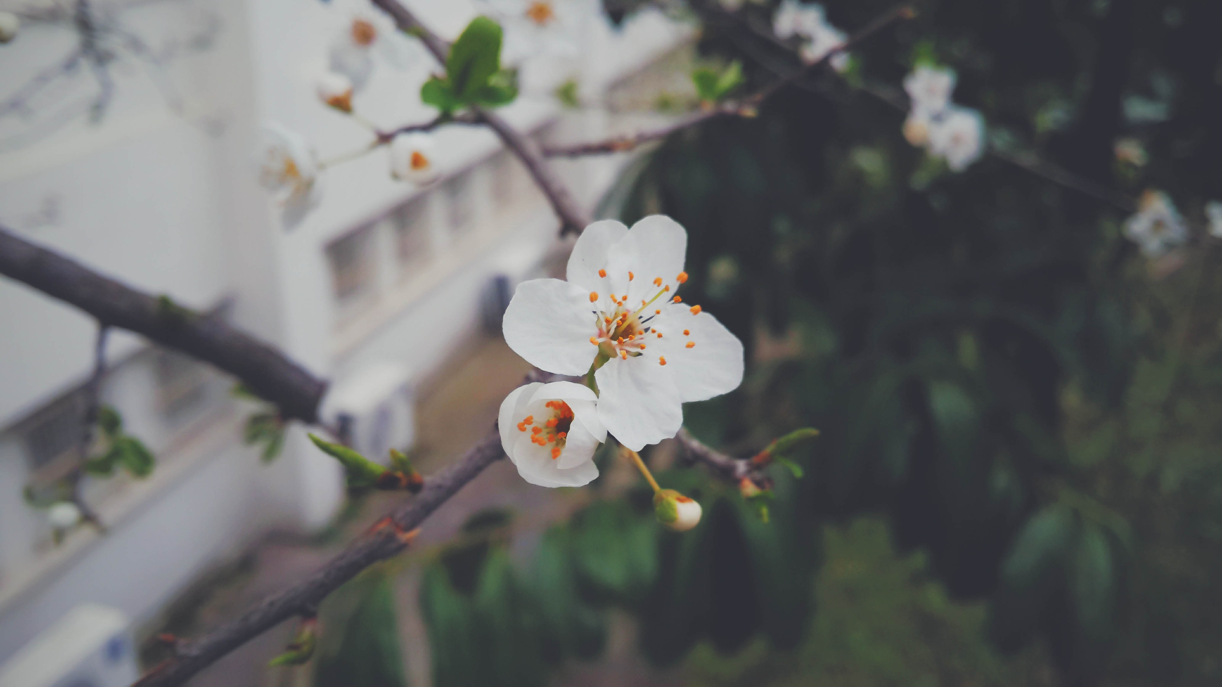 桌面上的壁纸白花墙纸 花 花瓣