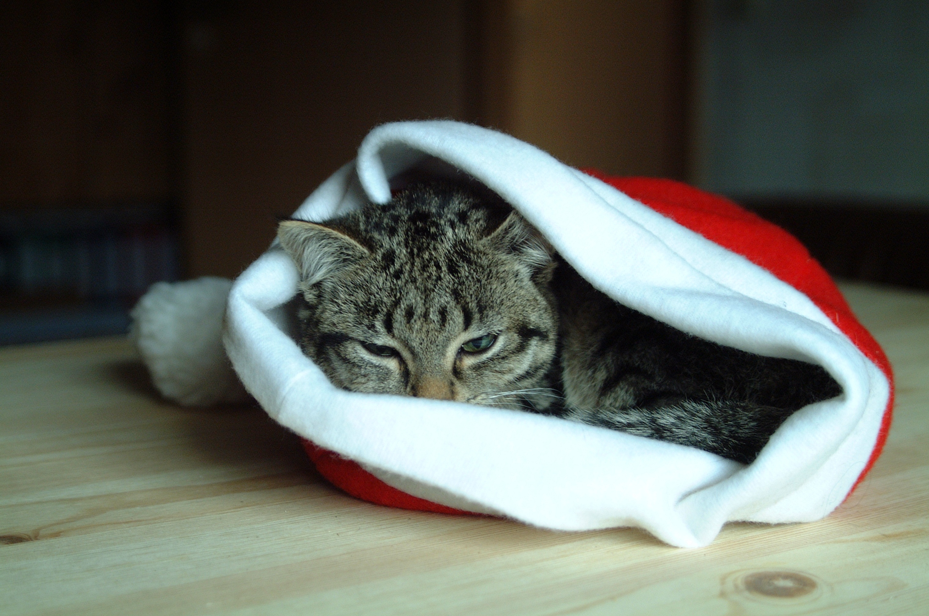 一只小猫睡在圣诞老人的新年帽子里。