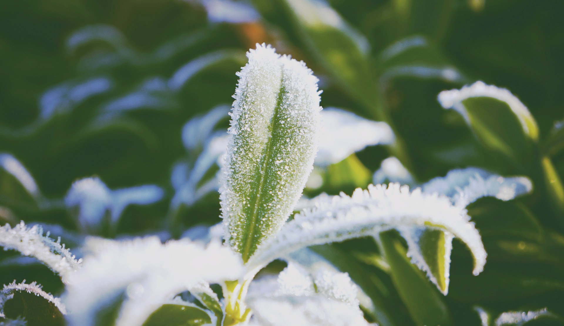 桌面上的壁纸多彩 鲜花 壁纸