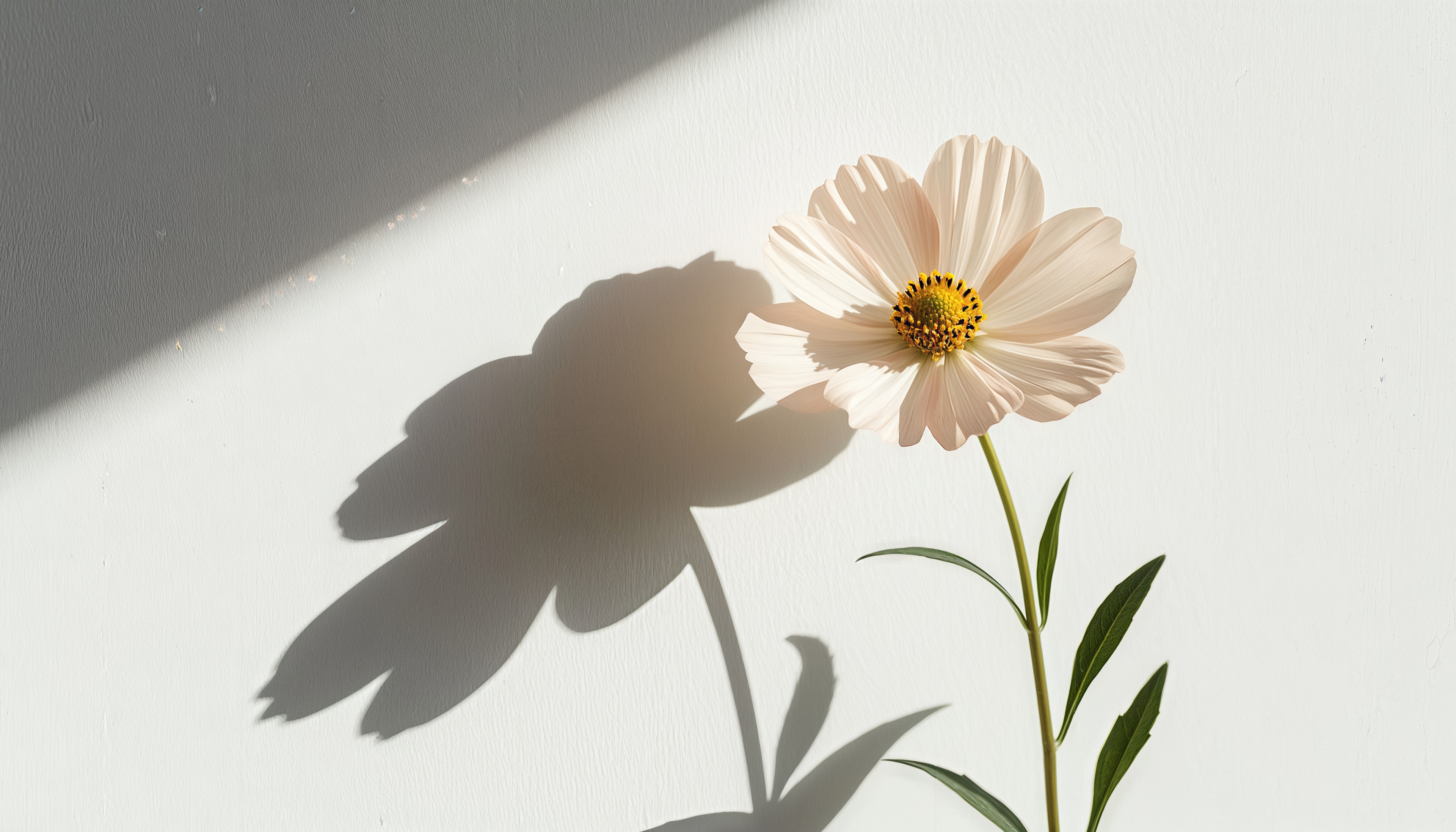 Бесплатное фото Нежный цветок космеи отбрасывает чёткую тень на белую стену.
