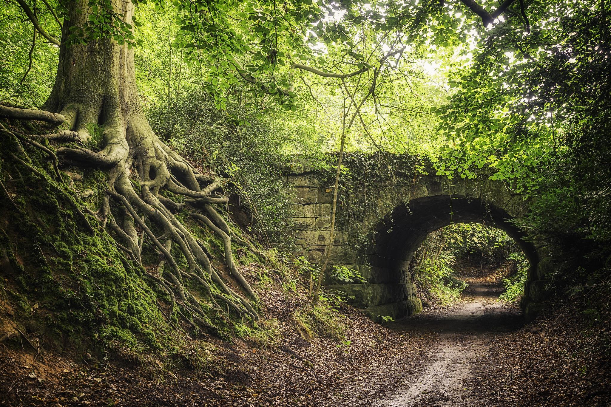 Wallpapers forest trees arch on the desktop