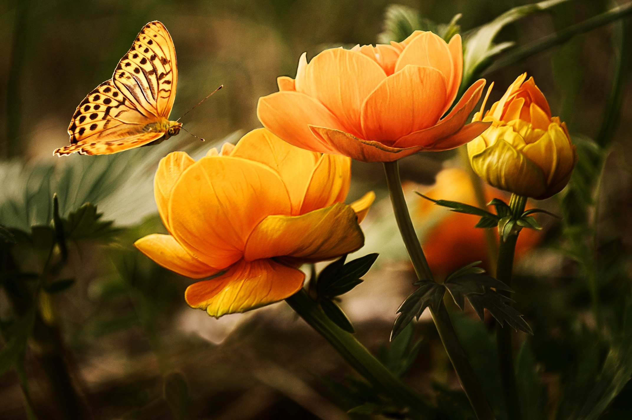 一只黄色的蝴蝶飞到黄色的花朵上。