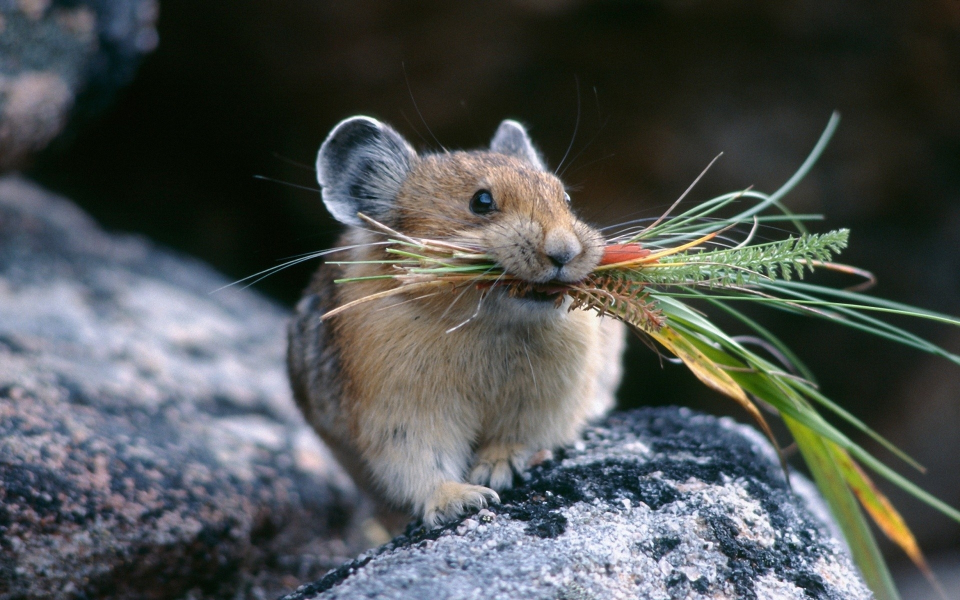 Wallpapers mouse plants fluffy on the desktop