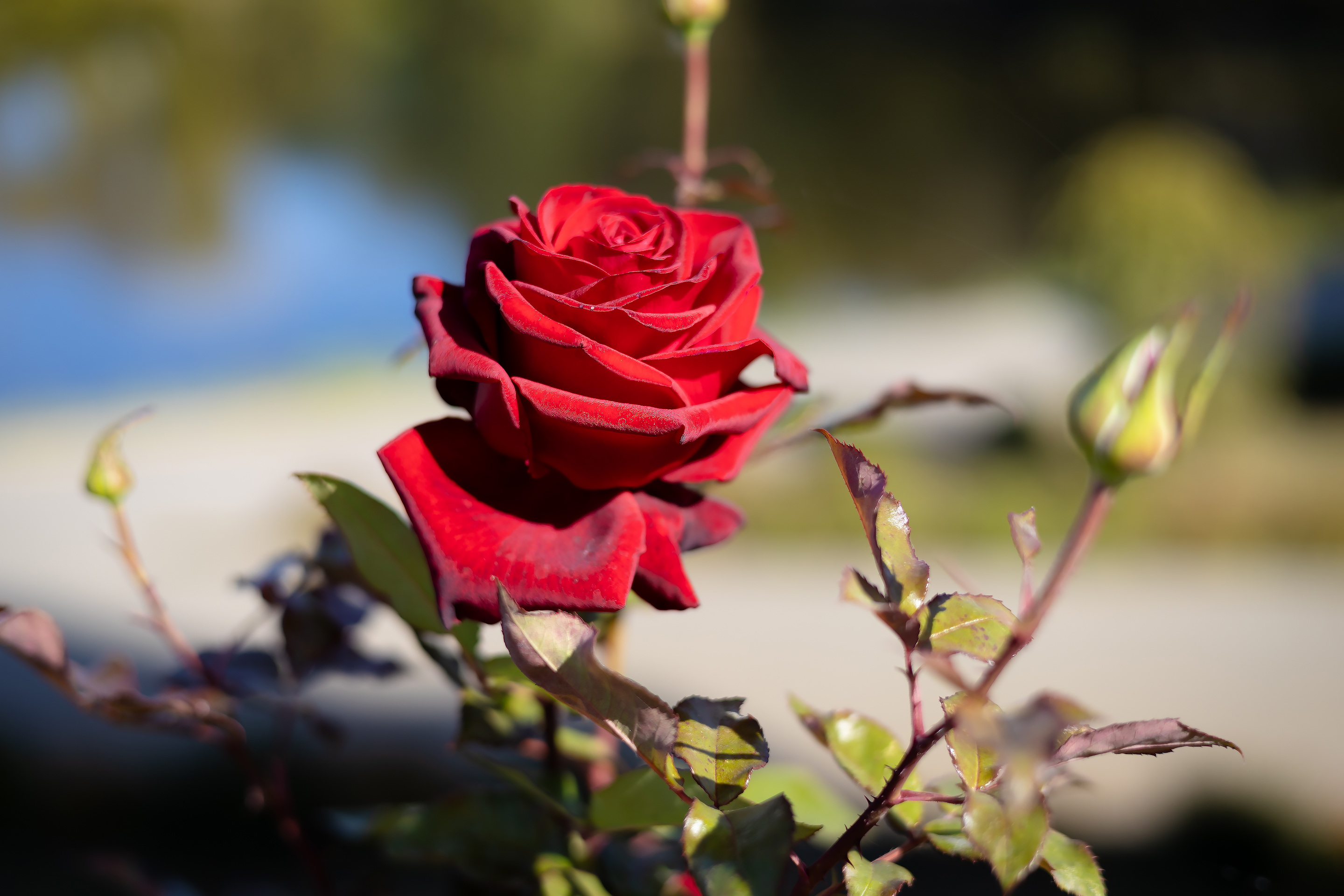 免费照片一朵美丽的红玫瑰