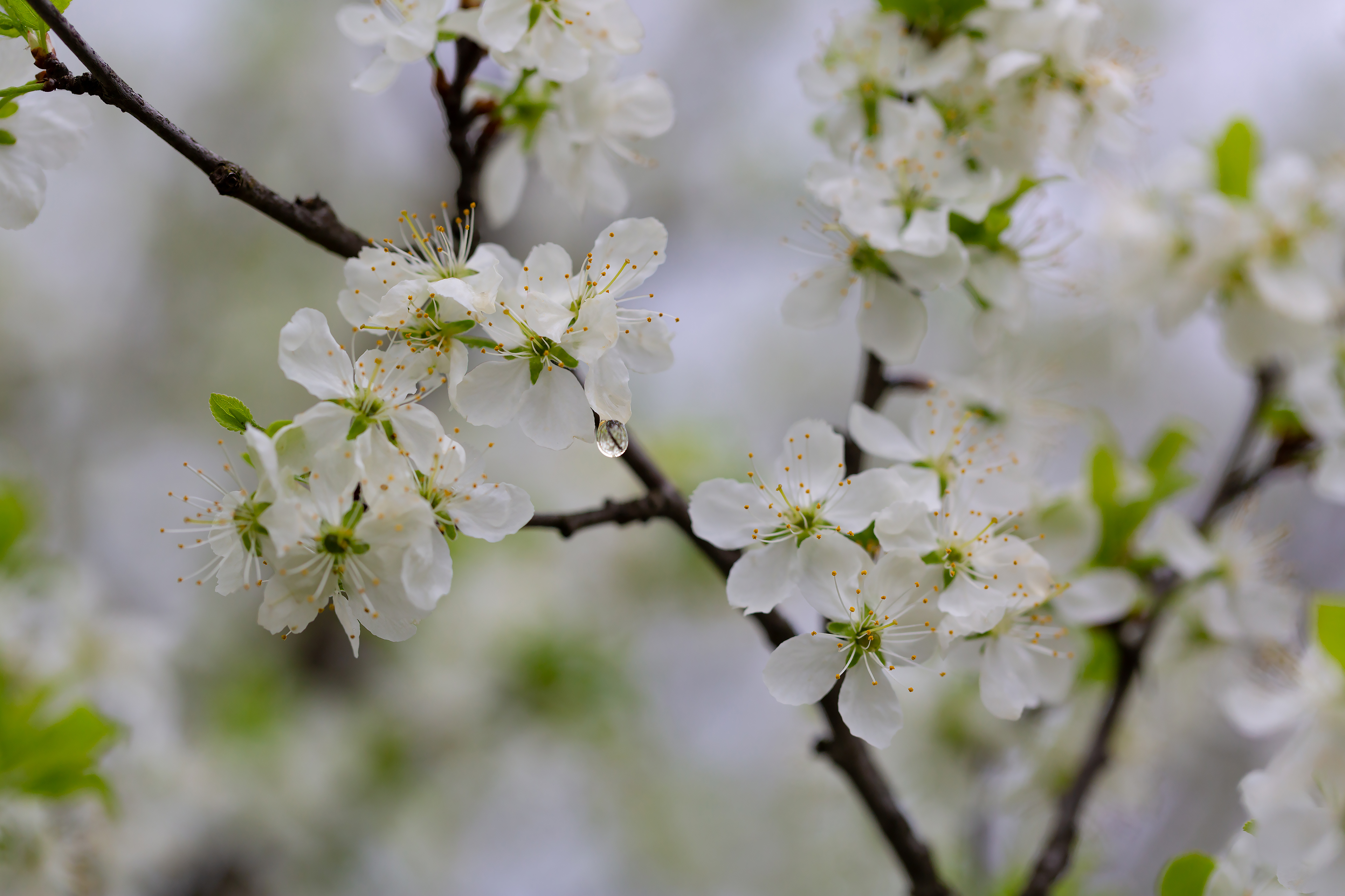 Free photo A flowering branch after the rain