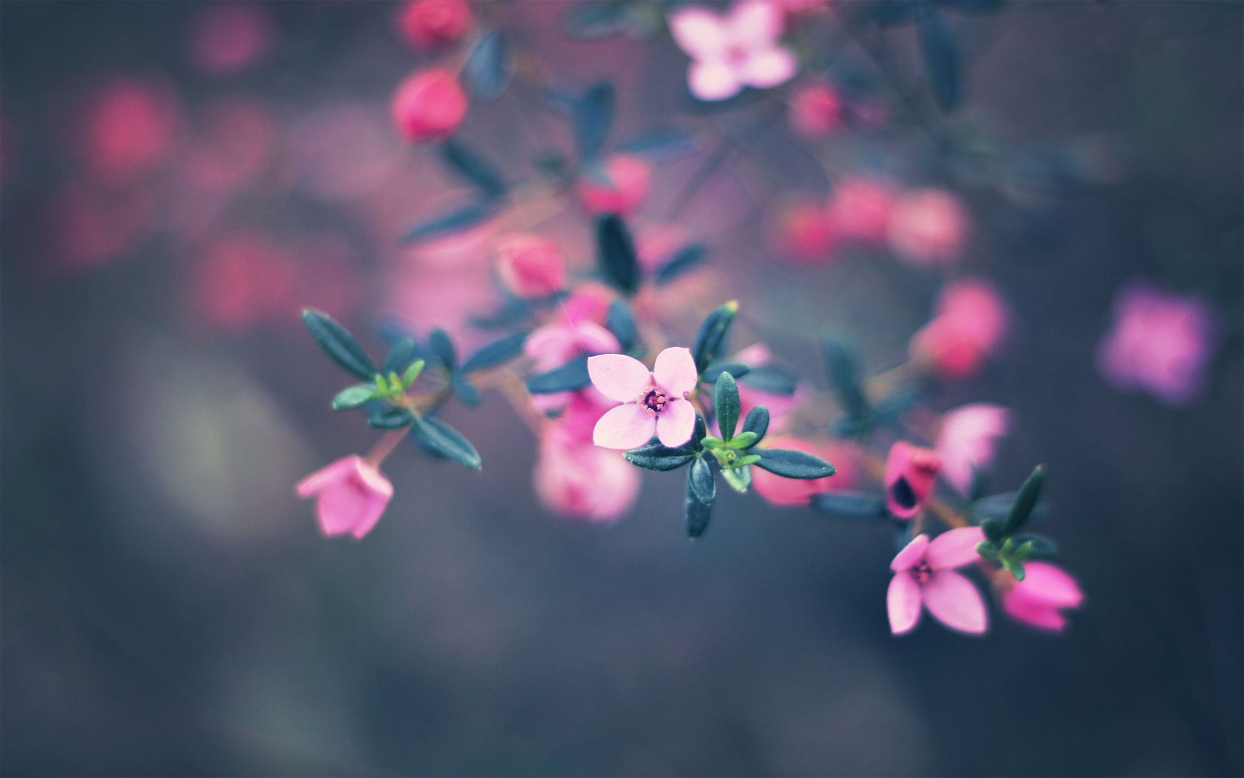免费照片一根开着粉红色花朵的树枝