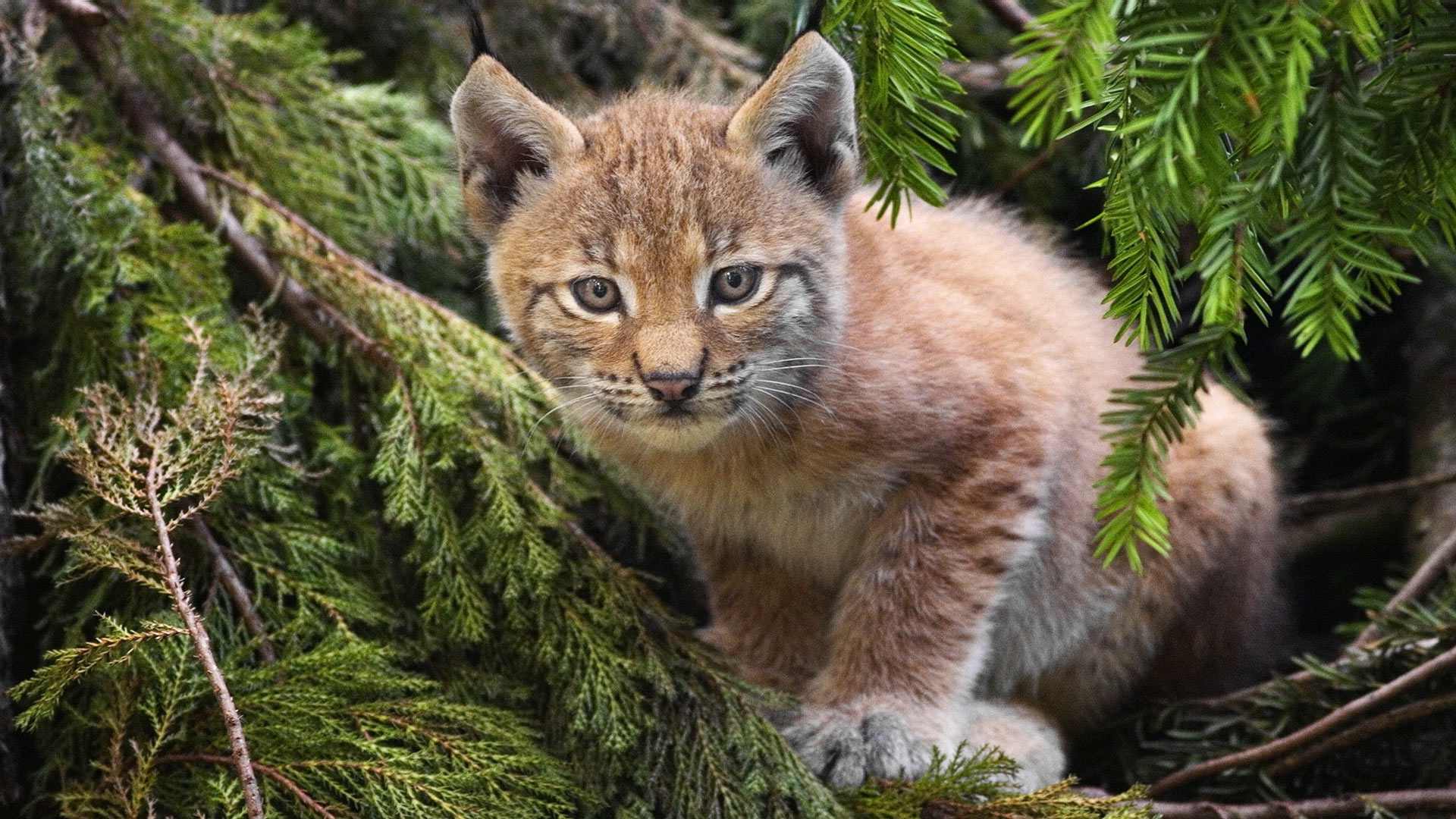 Free photo A picture of a bobcat kitten in pine branches