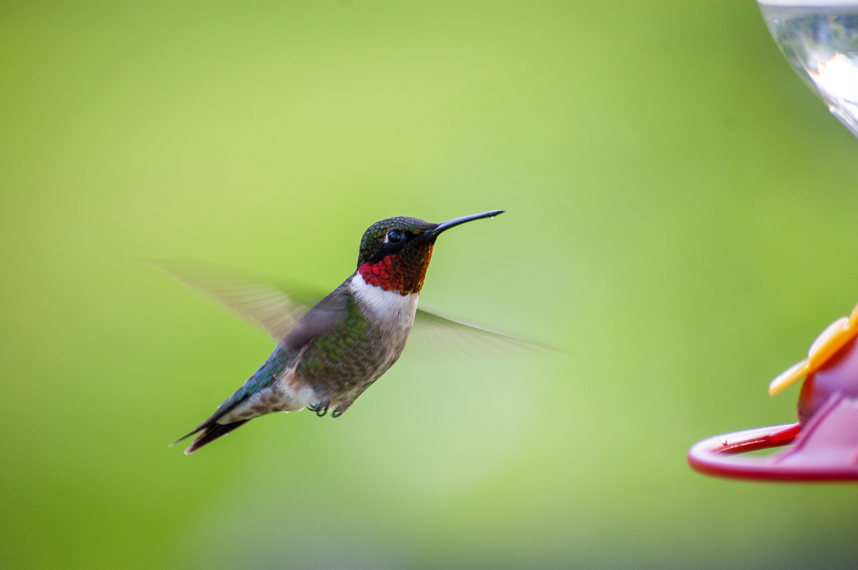 Free photo A hummingbird on a green background flies up to a flower