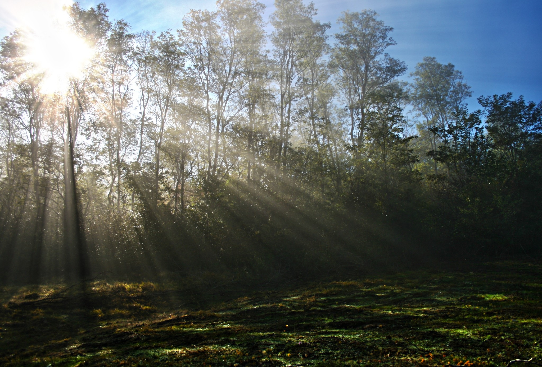 Free photo Sunbeams in a summer meadow