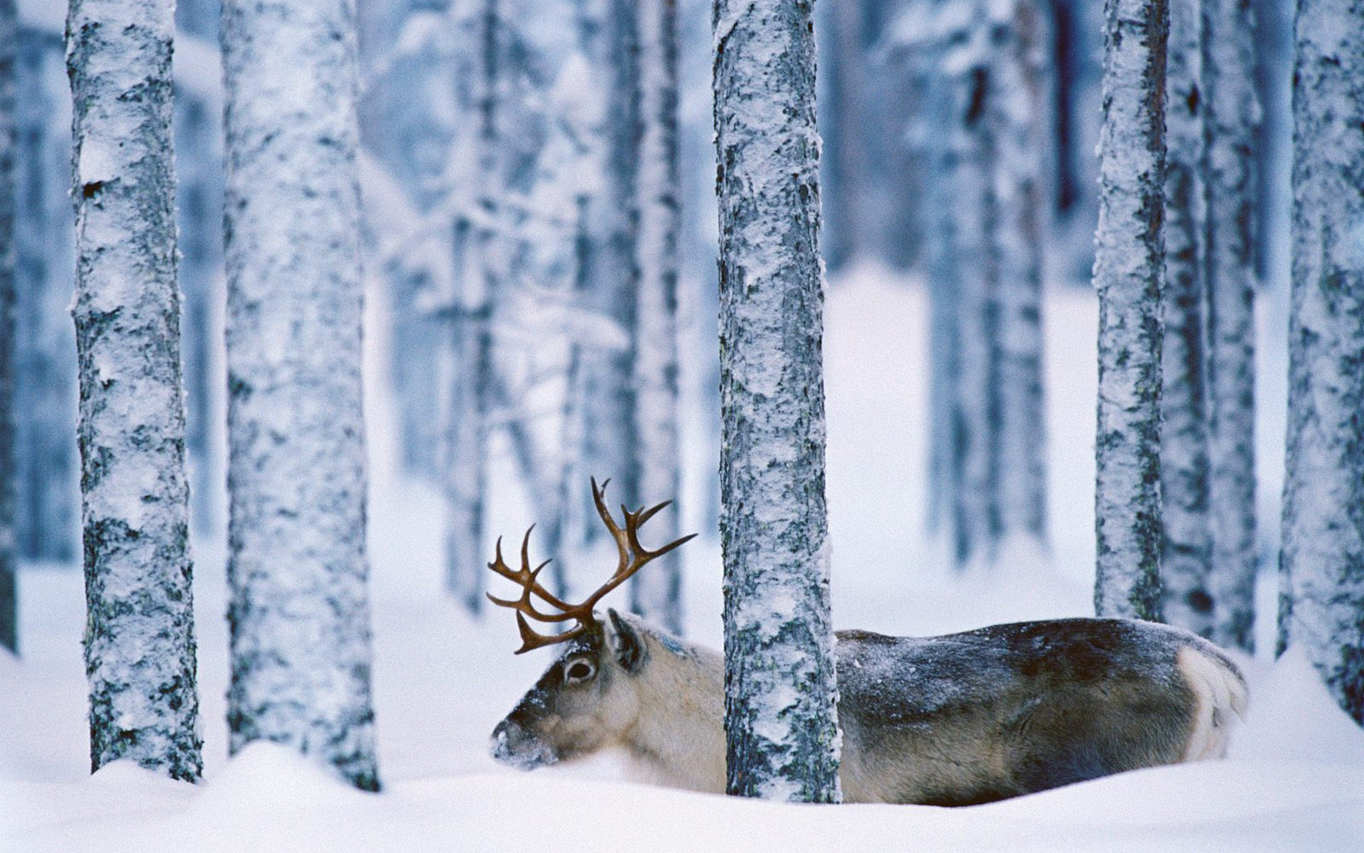 Wallpapers muzzle winter wool on the desktop