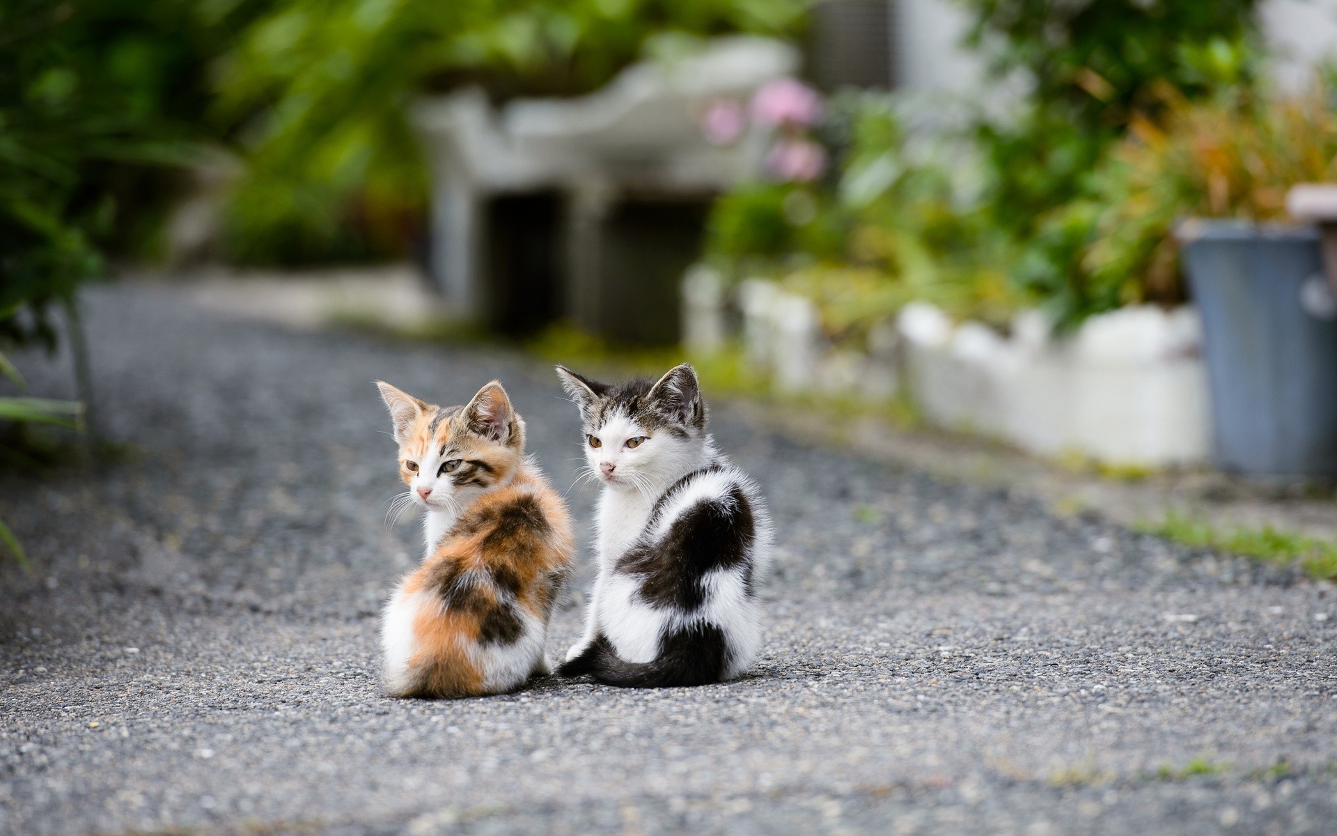 Free photo Two cute kittens sitting on the path.