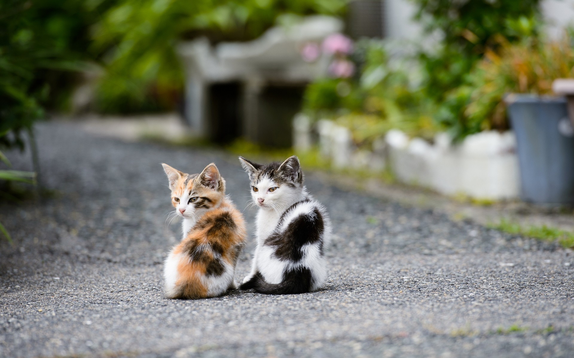两只可爱的小猫坐在小路上。