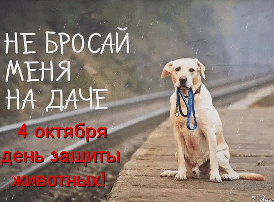 主题为动物福利日 动物 明信片的明信片免费下载