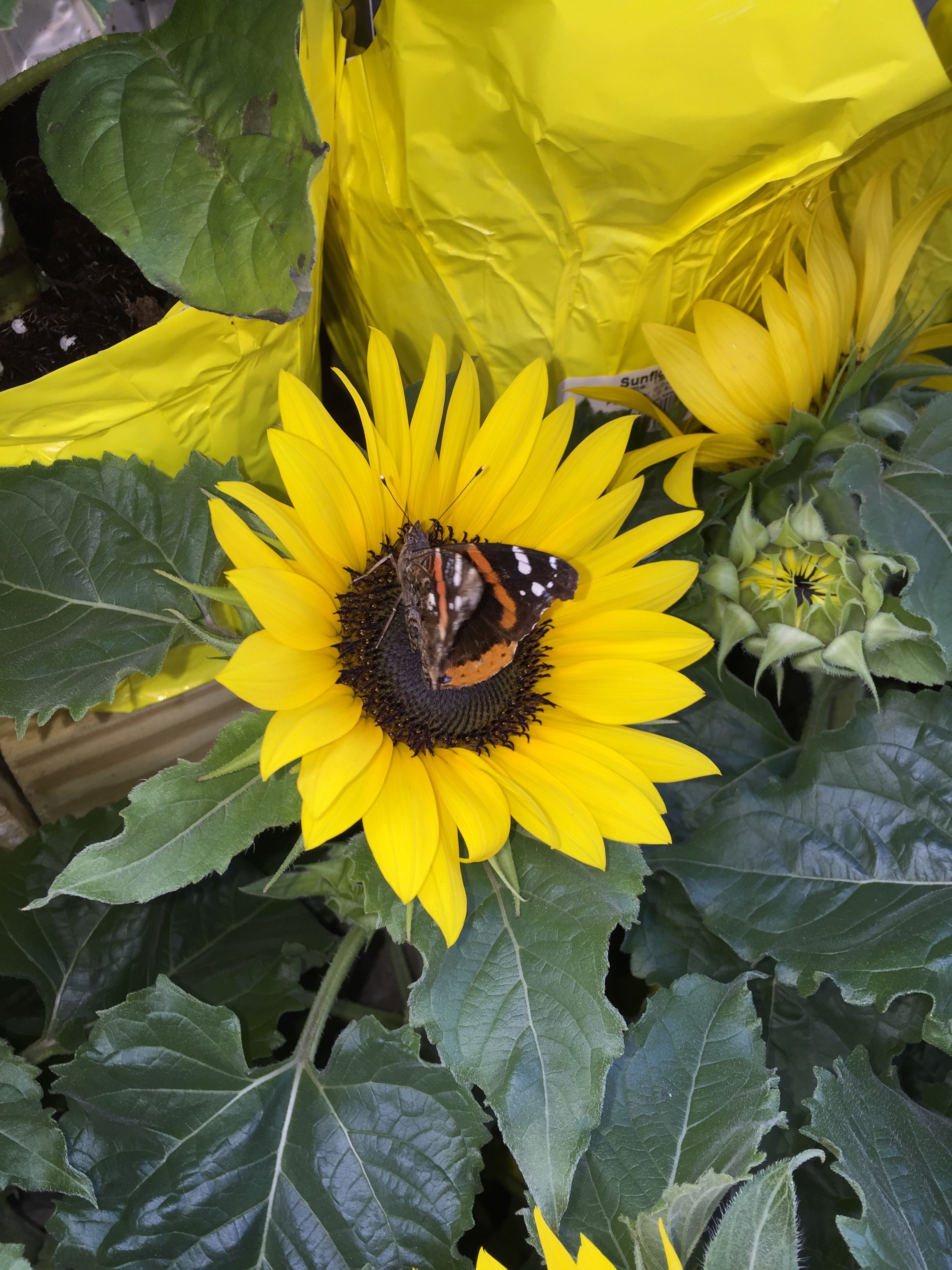 Wallpapers flora a flowering plant sunflower seeds on the desktop